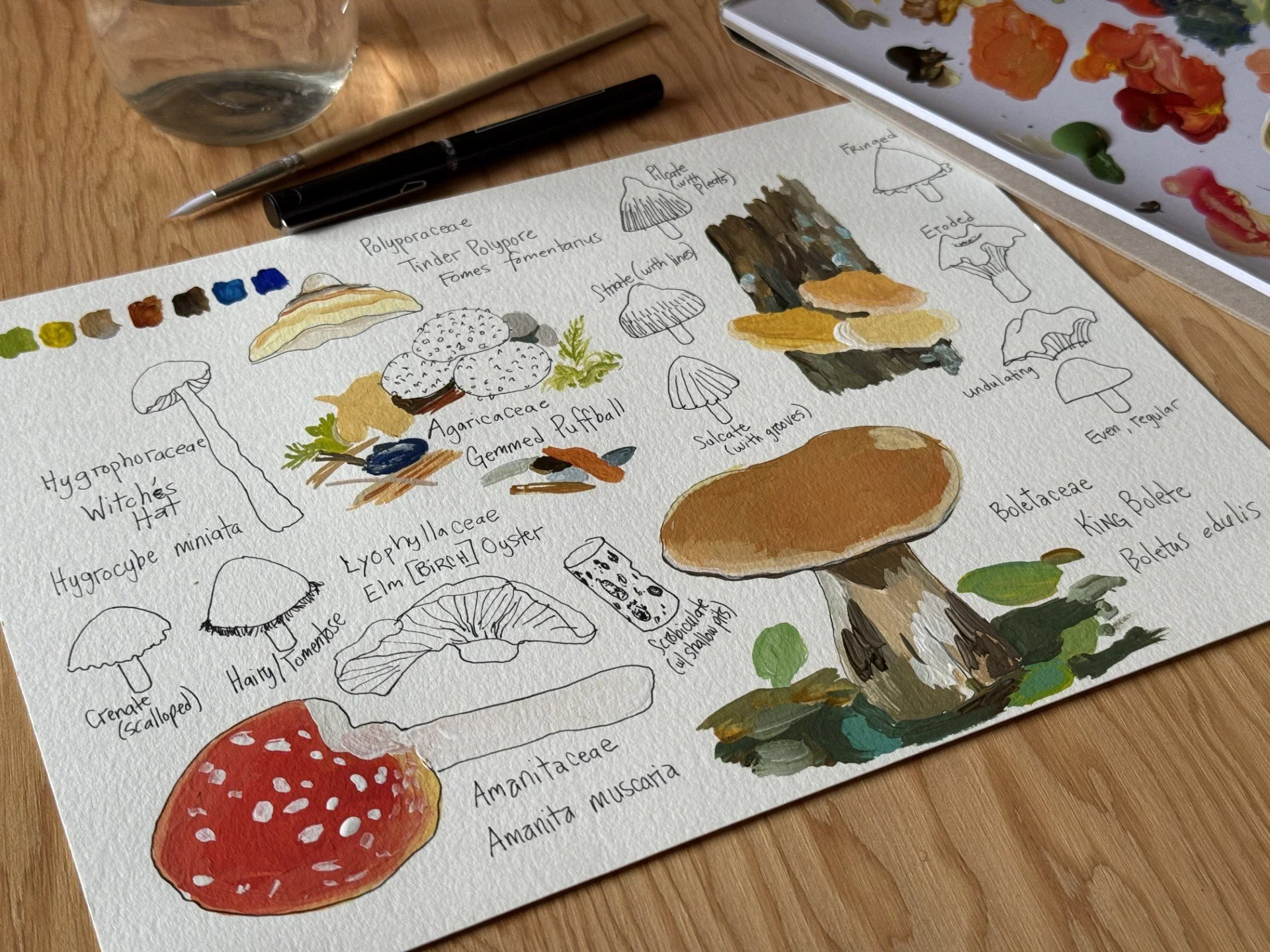 Fall Mushroom Drawing