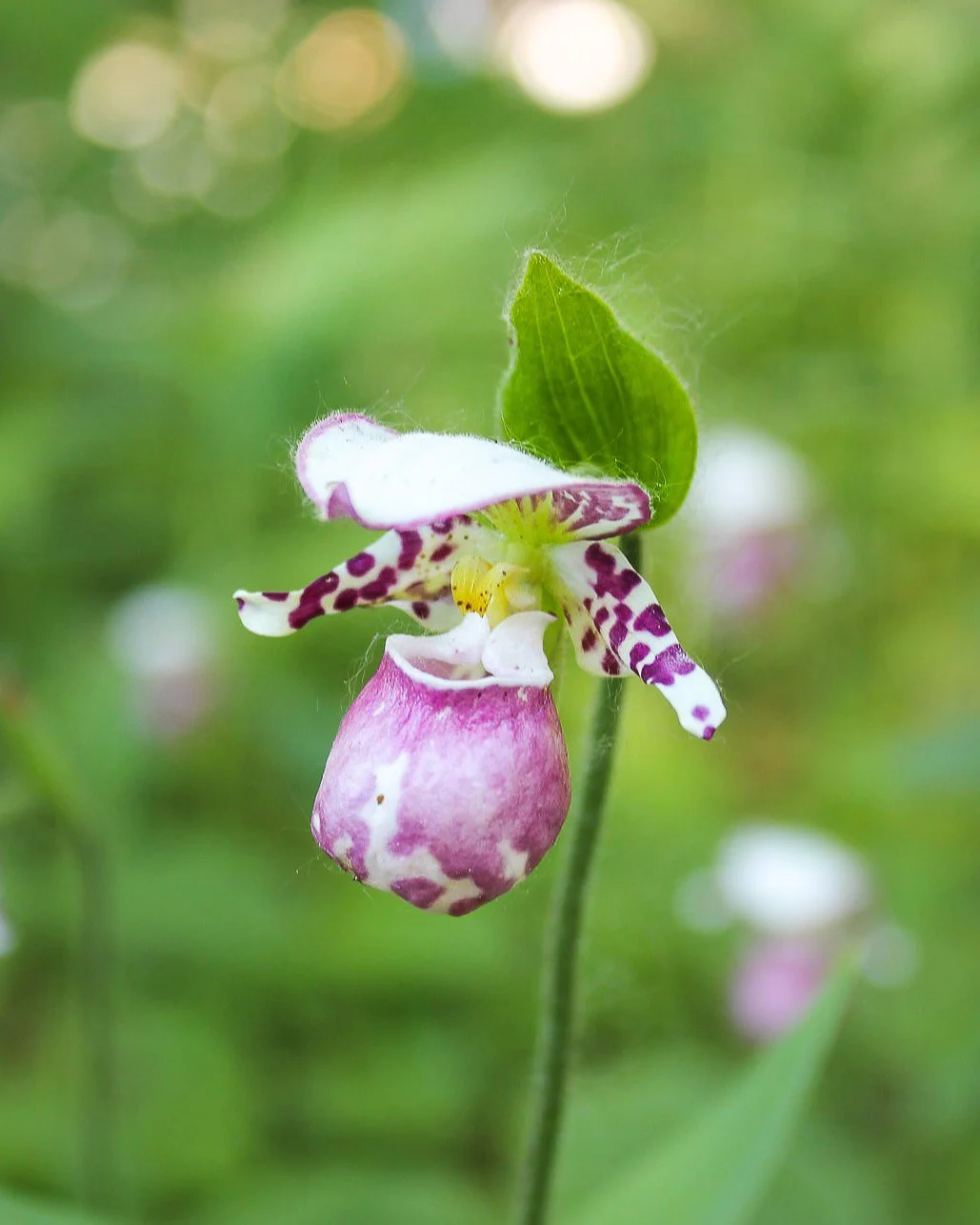 Spotted Lady's Slipper orchid