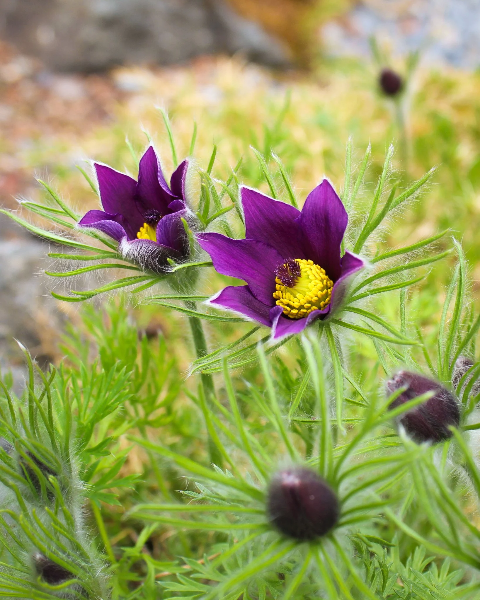 Eastern Pasque Flower