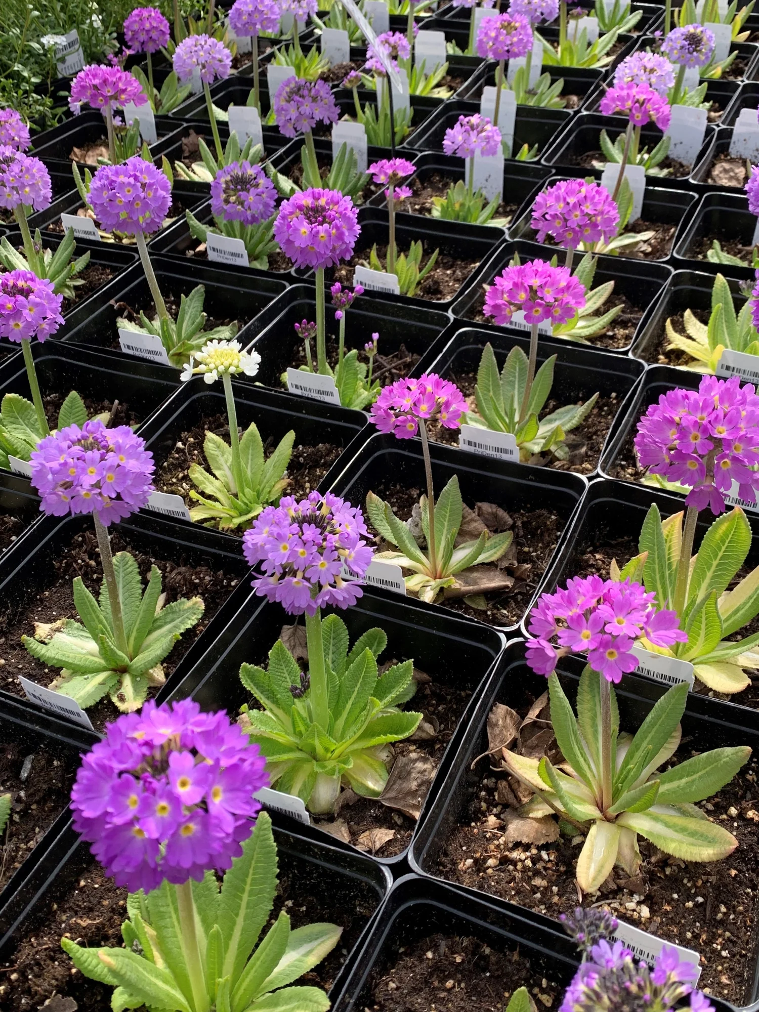 Nursery Plant Sales  Alaska Botanical Garden