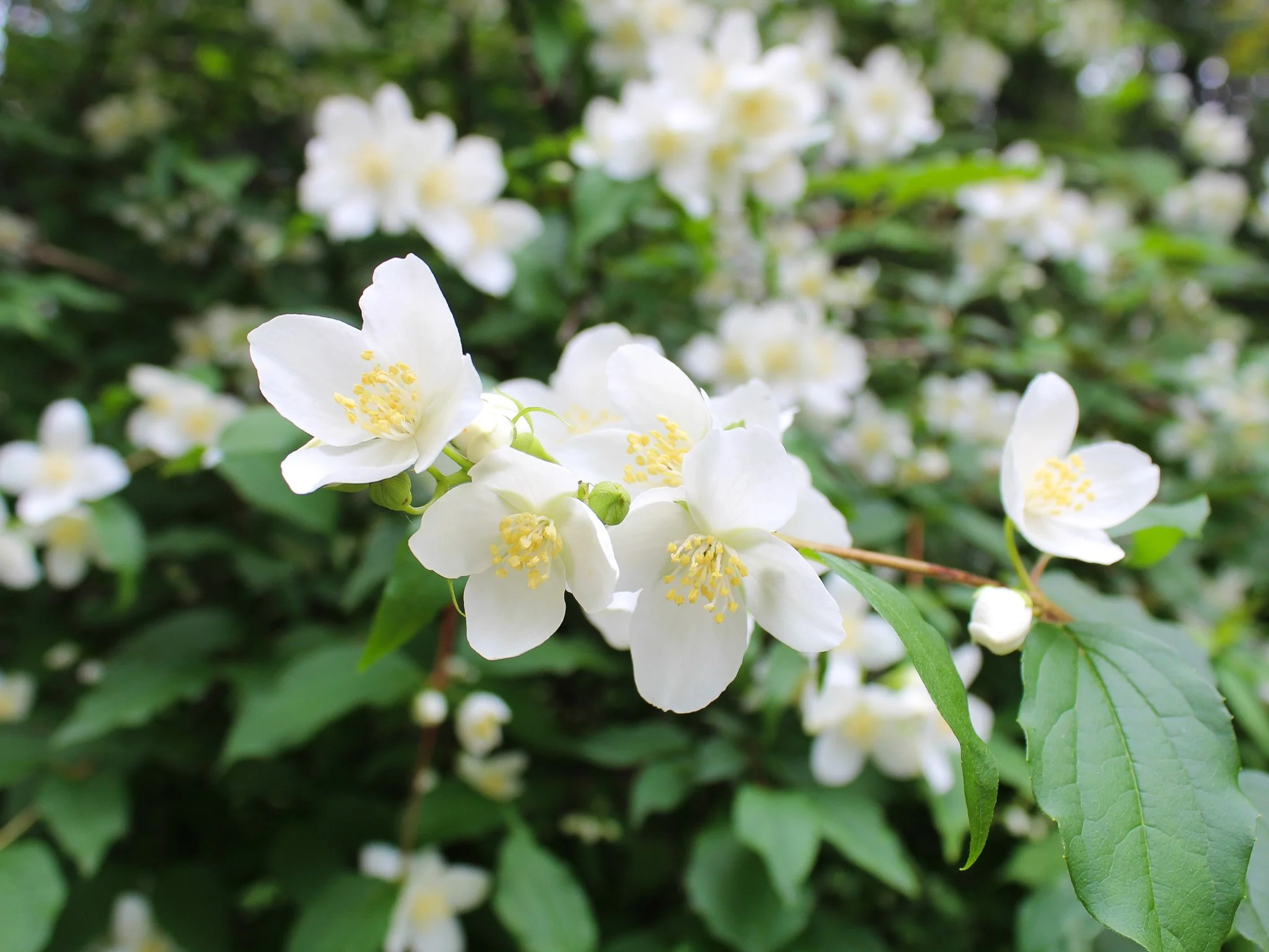 Mock Orange