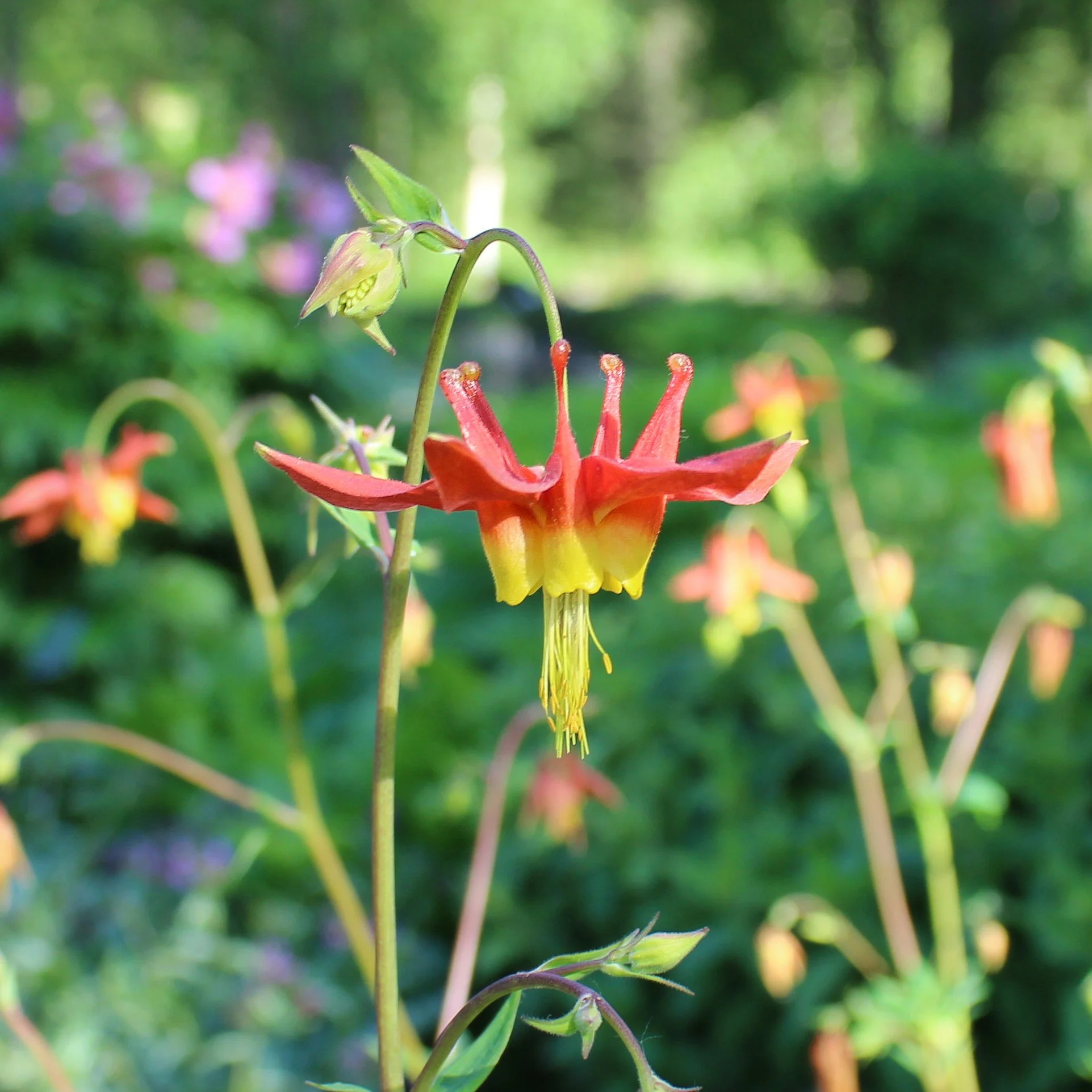 Western Columbine