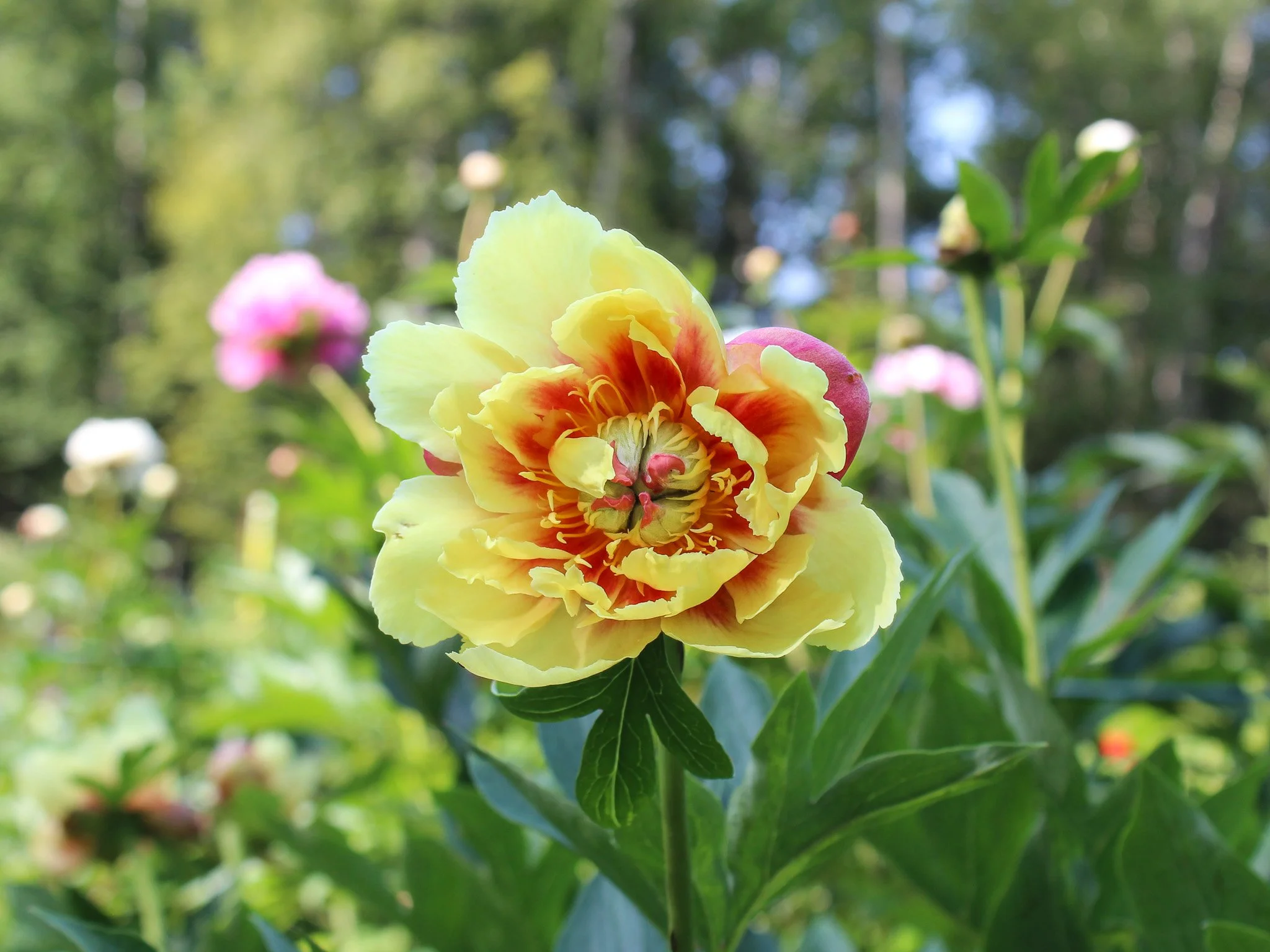 Itoh Peony 'Border Charm'