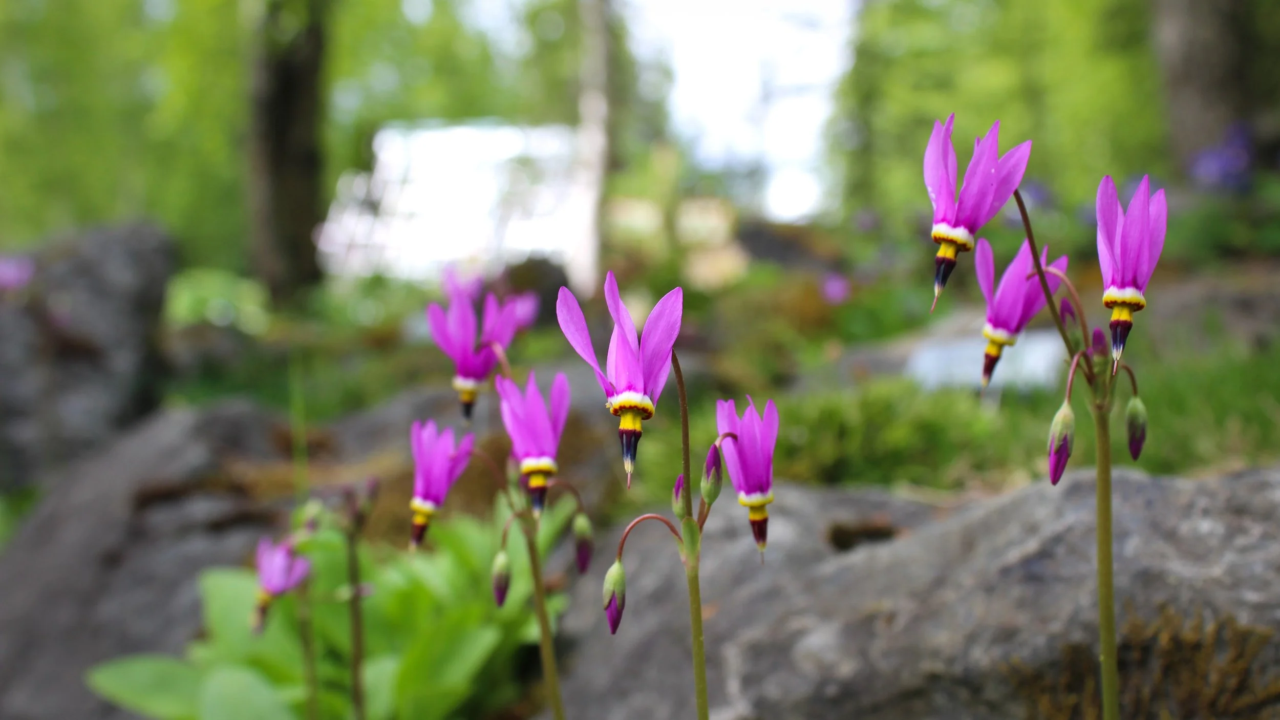 Pink Shooting Stars