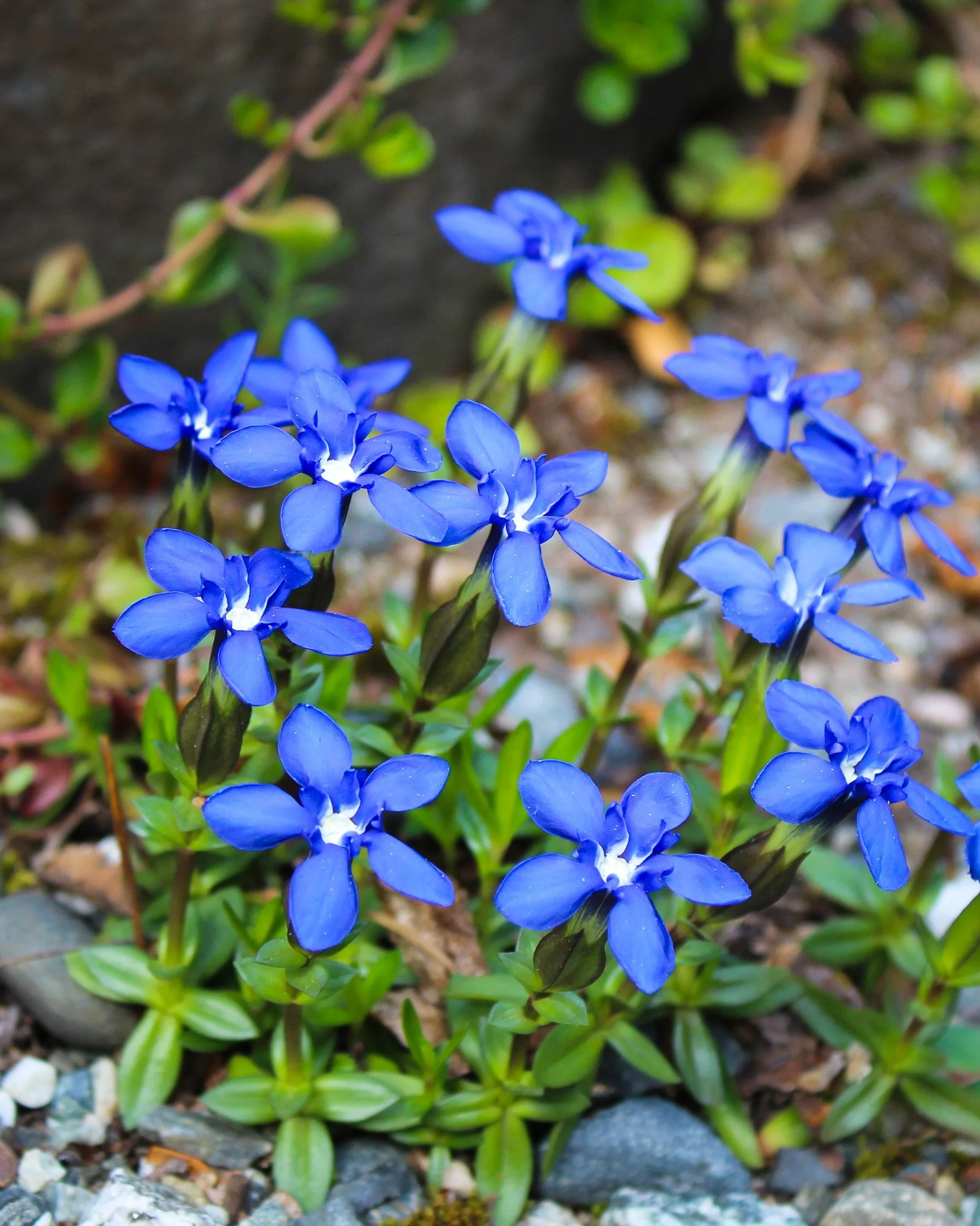 Gentian
