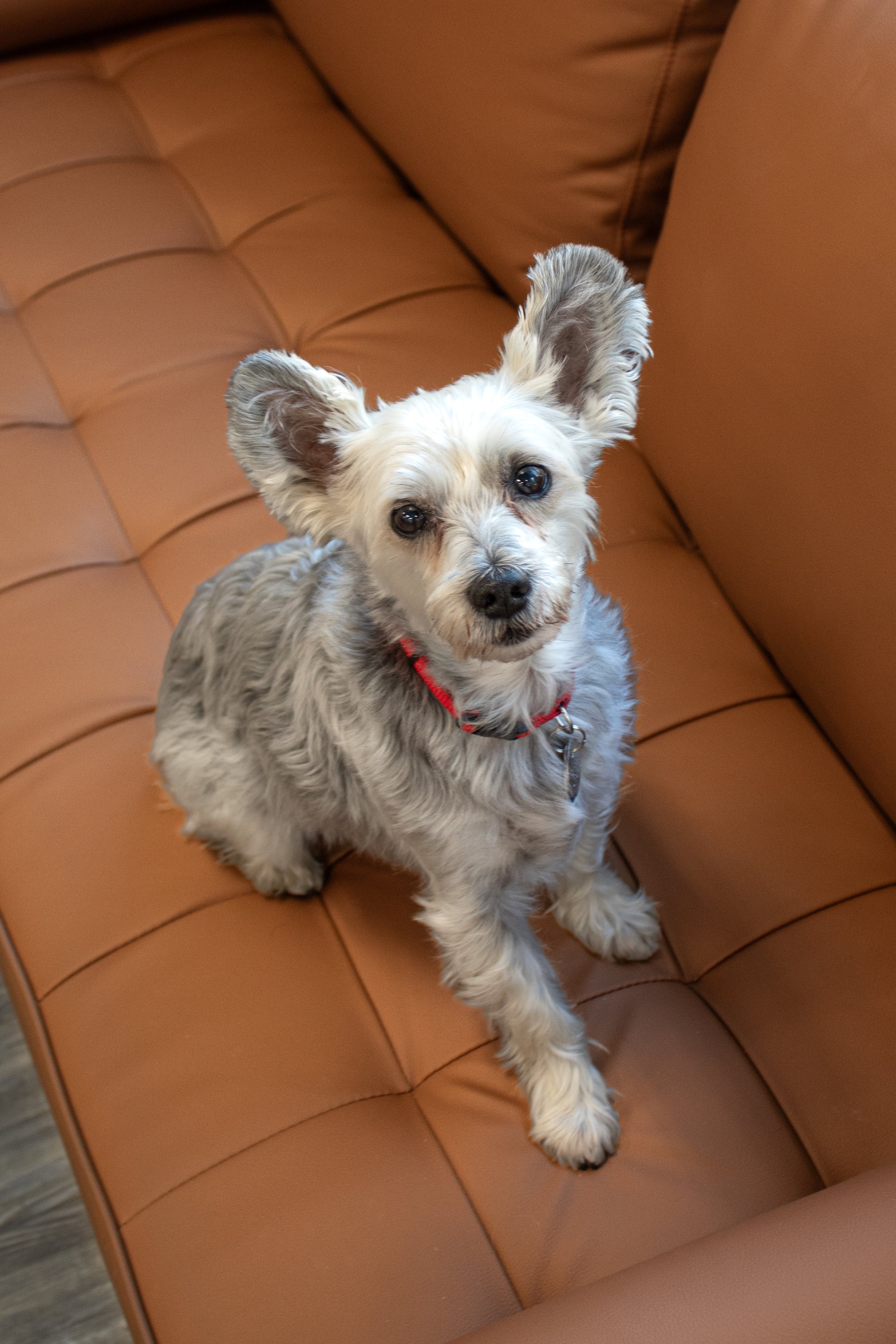 Our favourite visitor, Tilly.