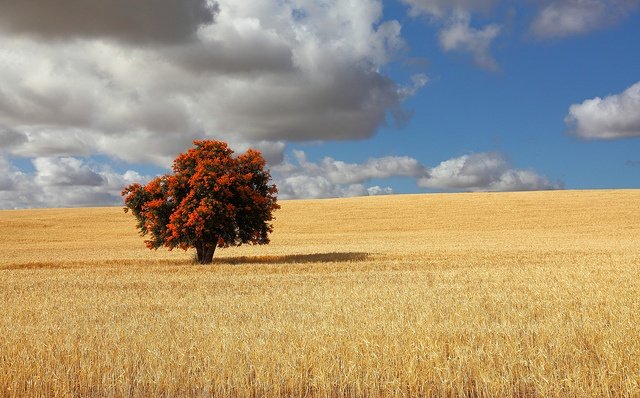 A Tree of the Field