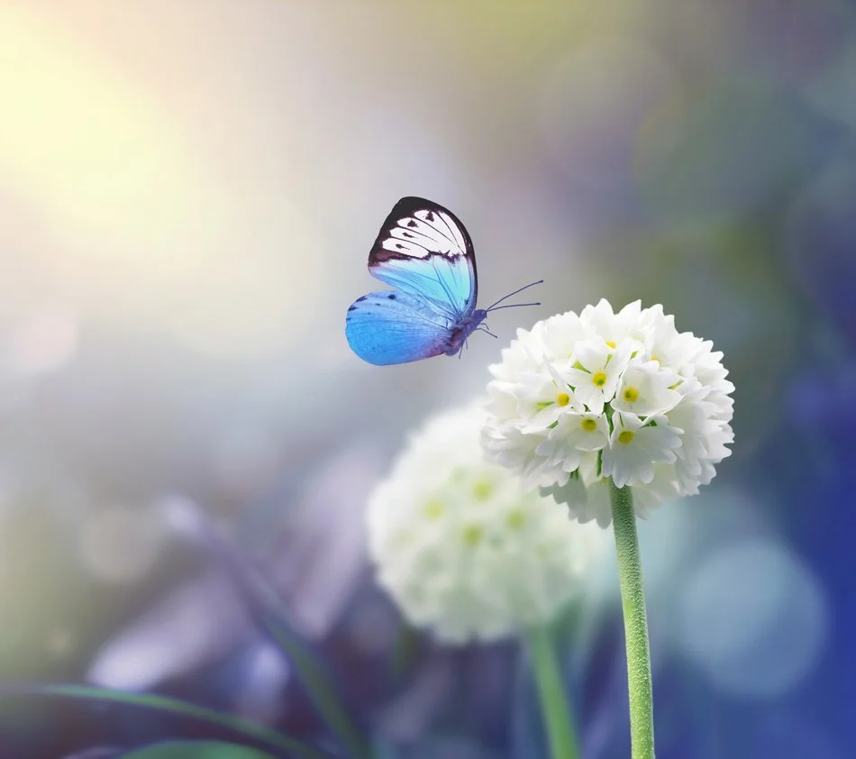 A blue butterfly hovering near a white flower with a soft, blurred colorful background.