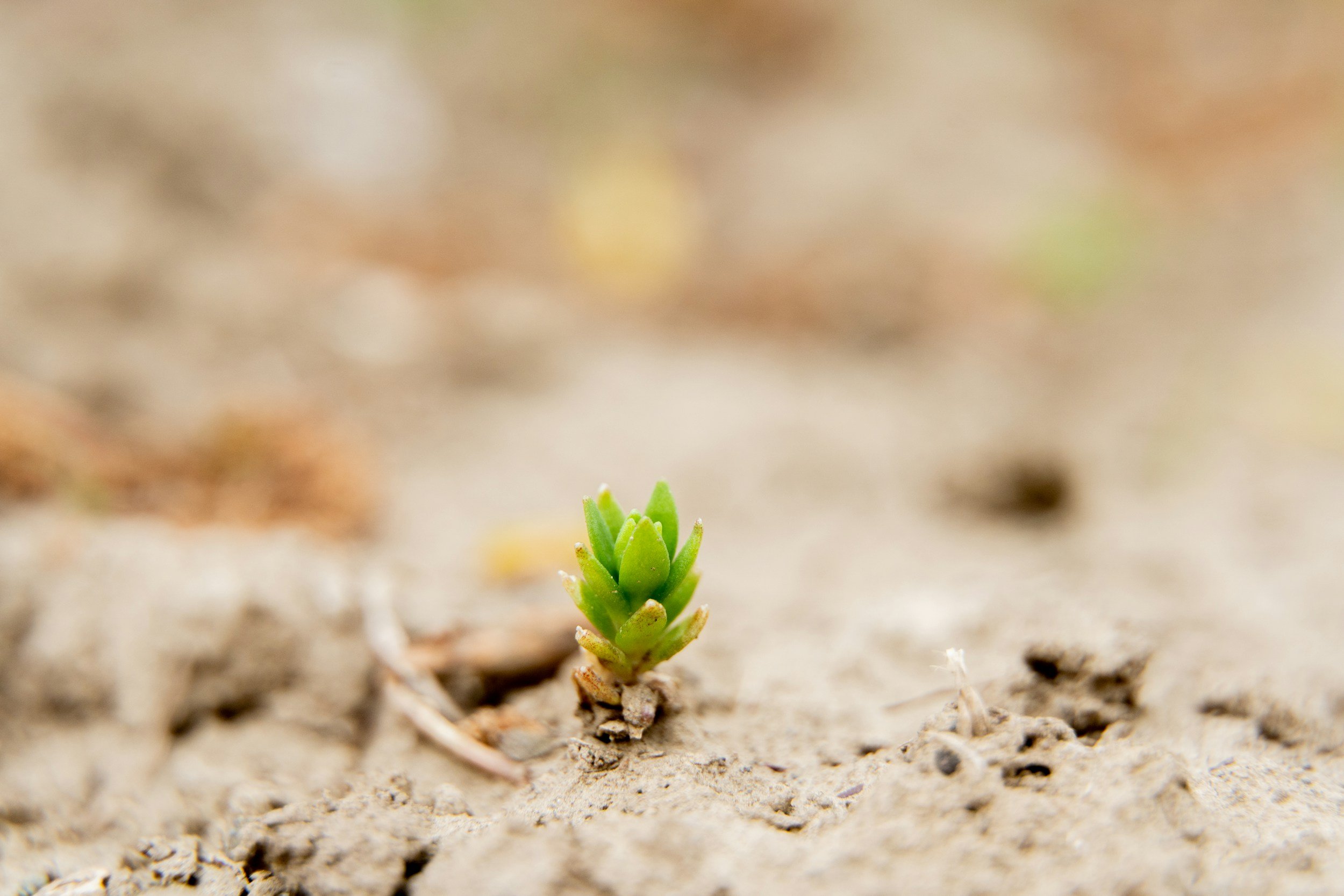 Close-up of a small green succulent plant growing out of sandy soil with a blurred background.