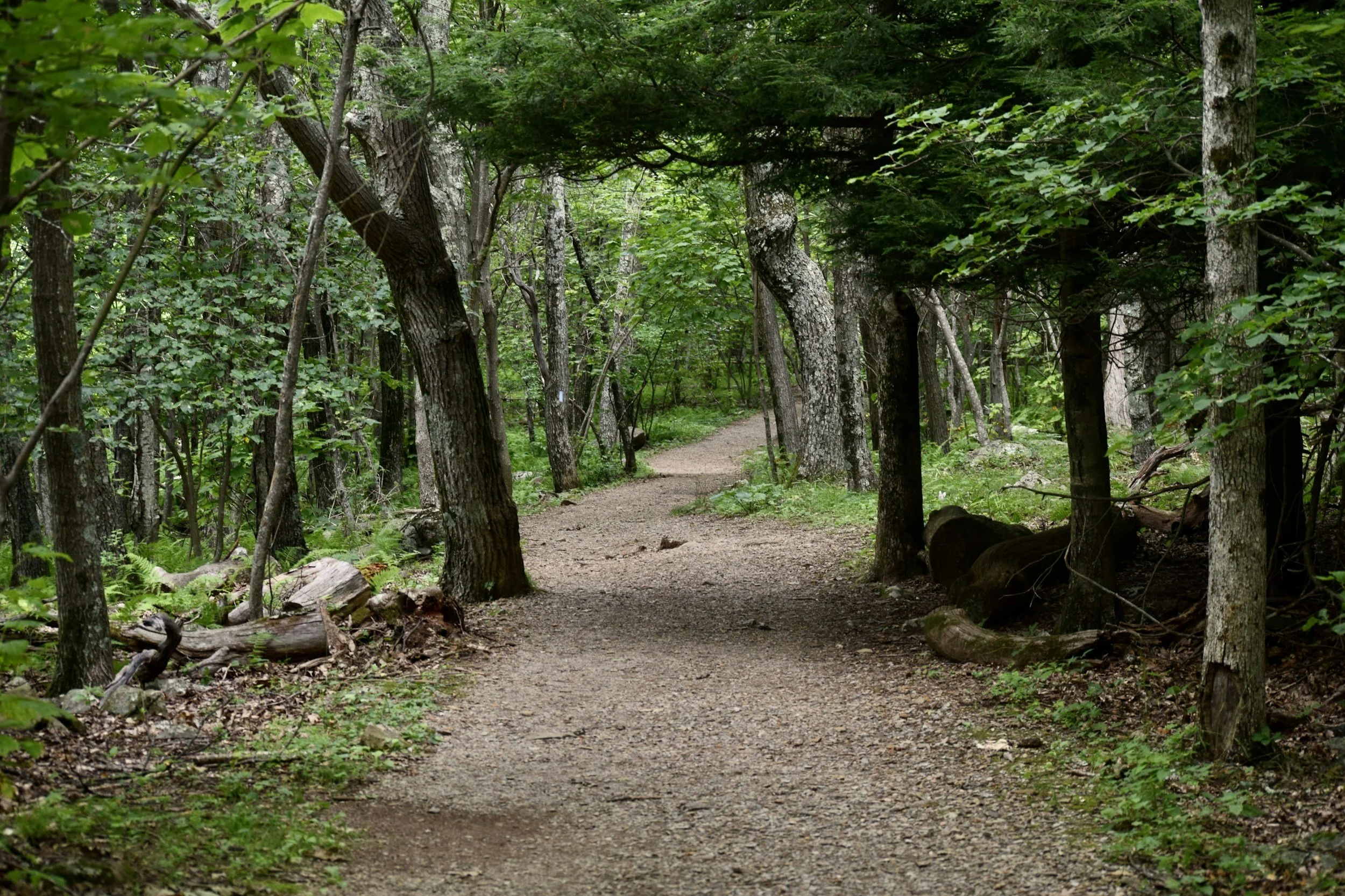 A path through trees representing healing and emotional recovery through EMDR therapy in Minneapolis, Minnesota.