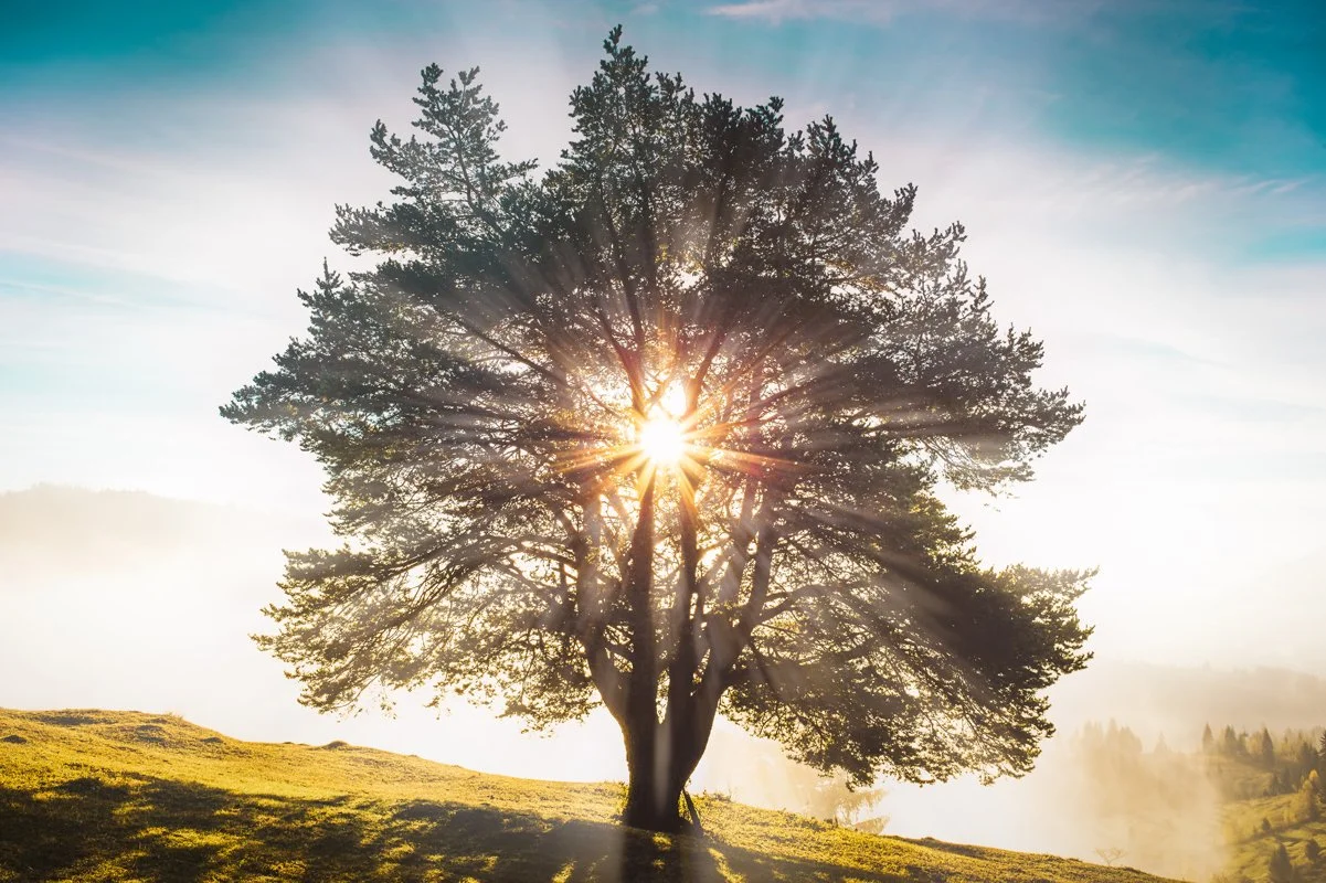 A lone tree on a grassy hill with sunlight shining through its branches and rays spreading outward.