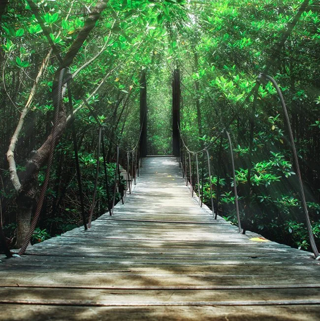 Bridge through nature reflecting personal growth during life's transitions.