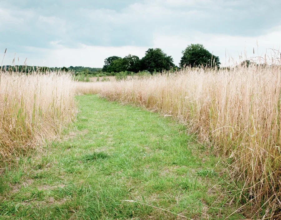 A narrow grassy path runs through tall, dry grass on either side in a rural field with trees in the distance and a cloudy sky overhead.