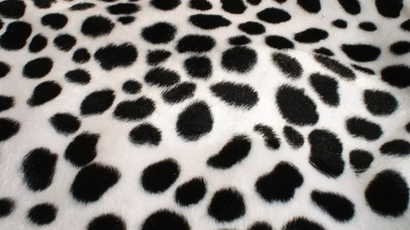 Everything You Need to Know About Dalmatian Dogs
