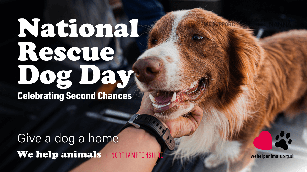 International Rescue Dog Day: Celebrating Second Chances and Lifelong Companions