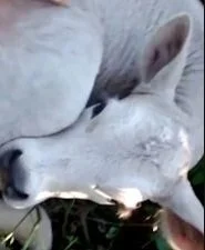 Market Sheep