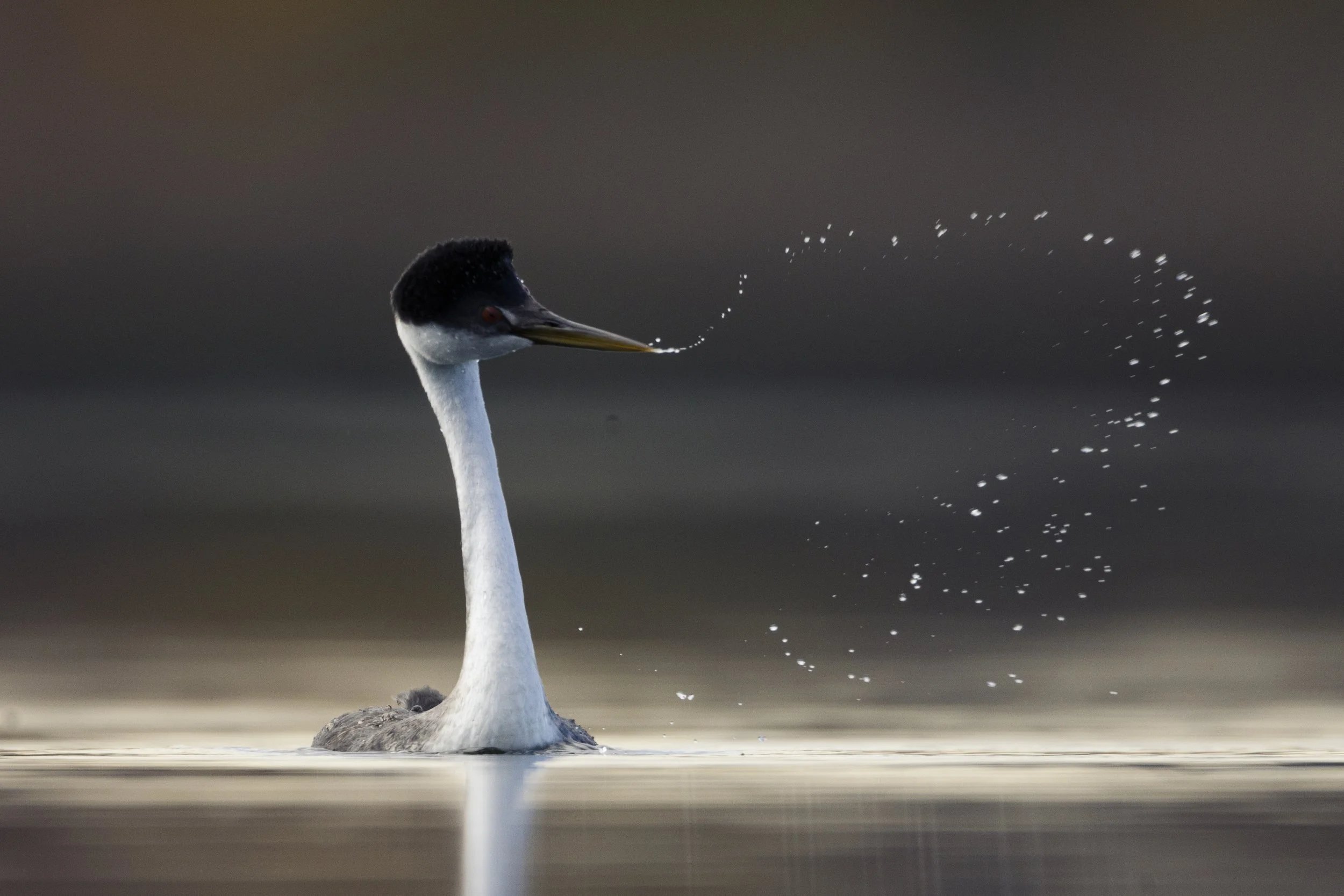 Field Report - October 27, 2022 | Western Grebes