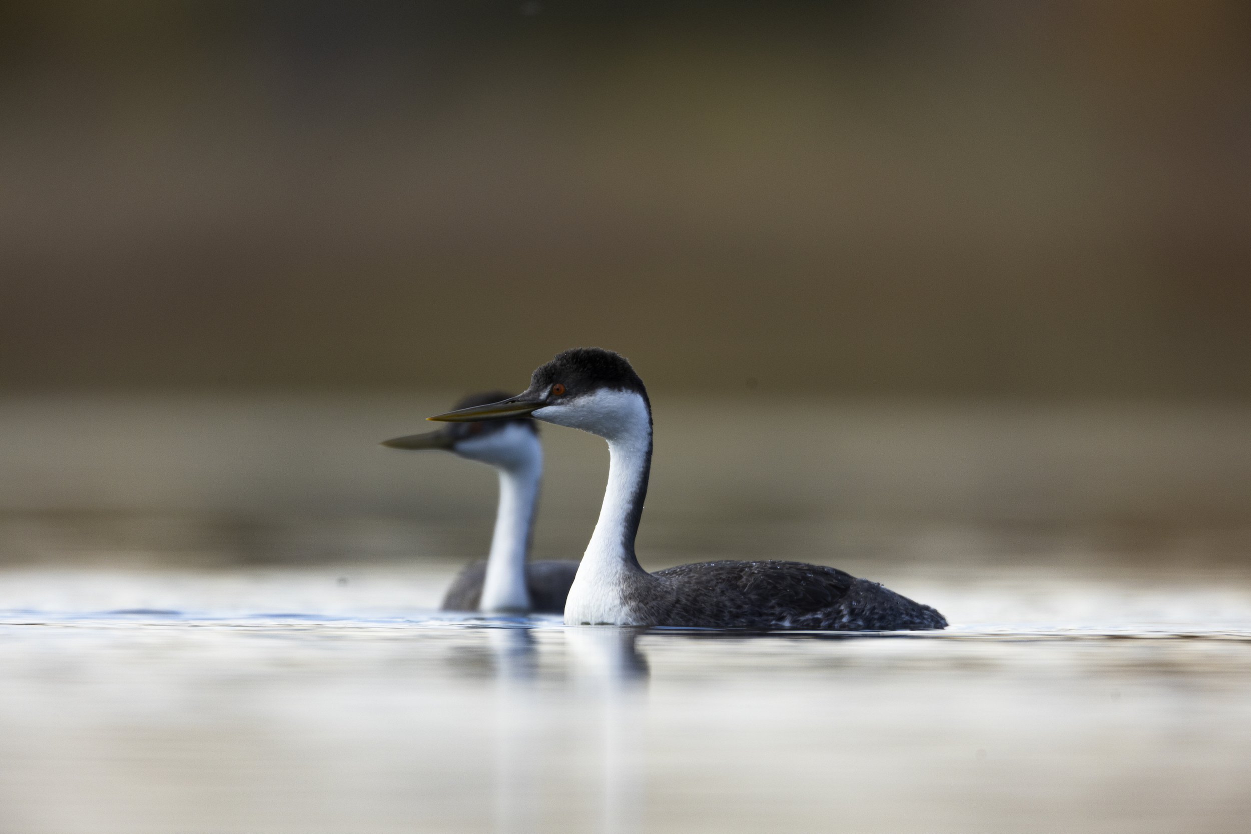 Wildlife-KenMitchellParkGrebesLoon-Group1-EOSR5-20221101-686.jpg