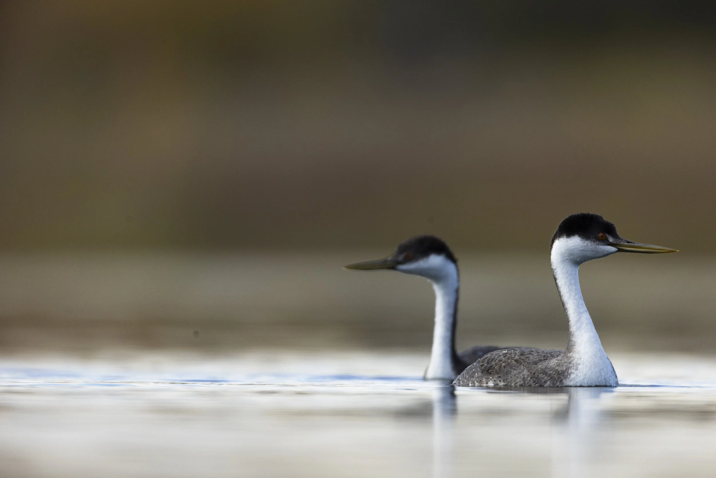 Wildlife-KenMitchellParkGrebesLoon-Group1-EOSR5-20221101-688.jpg