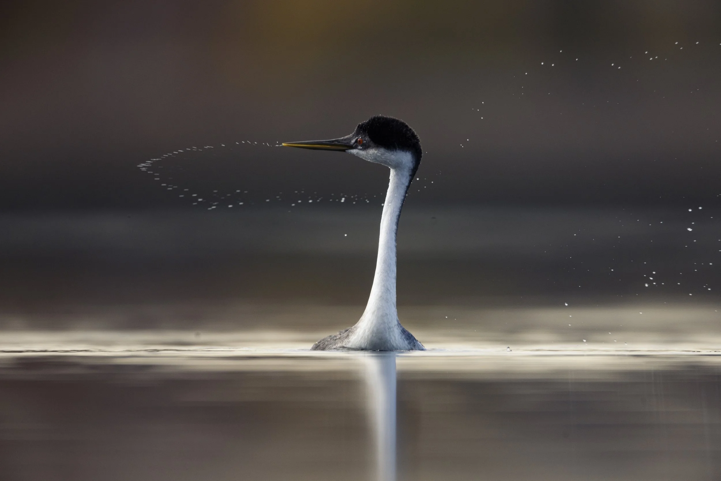 Wildlife-KenMitchellParkGrebesLoon-Group1-EOSR5-20221101-643.jpg