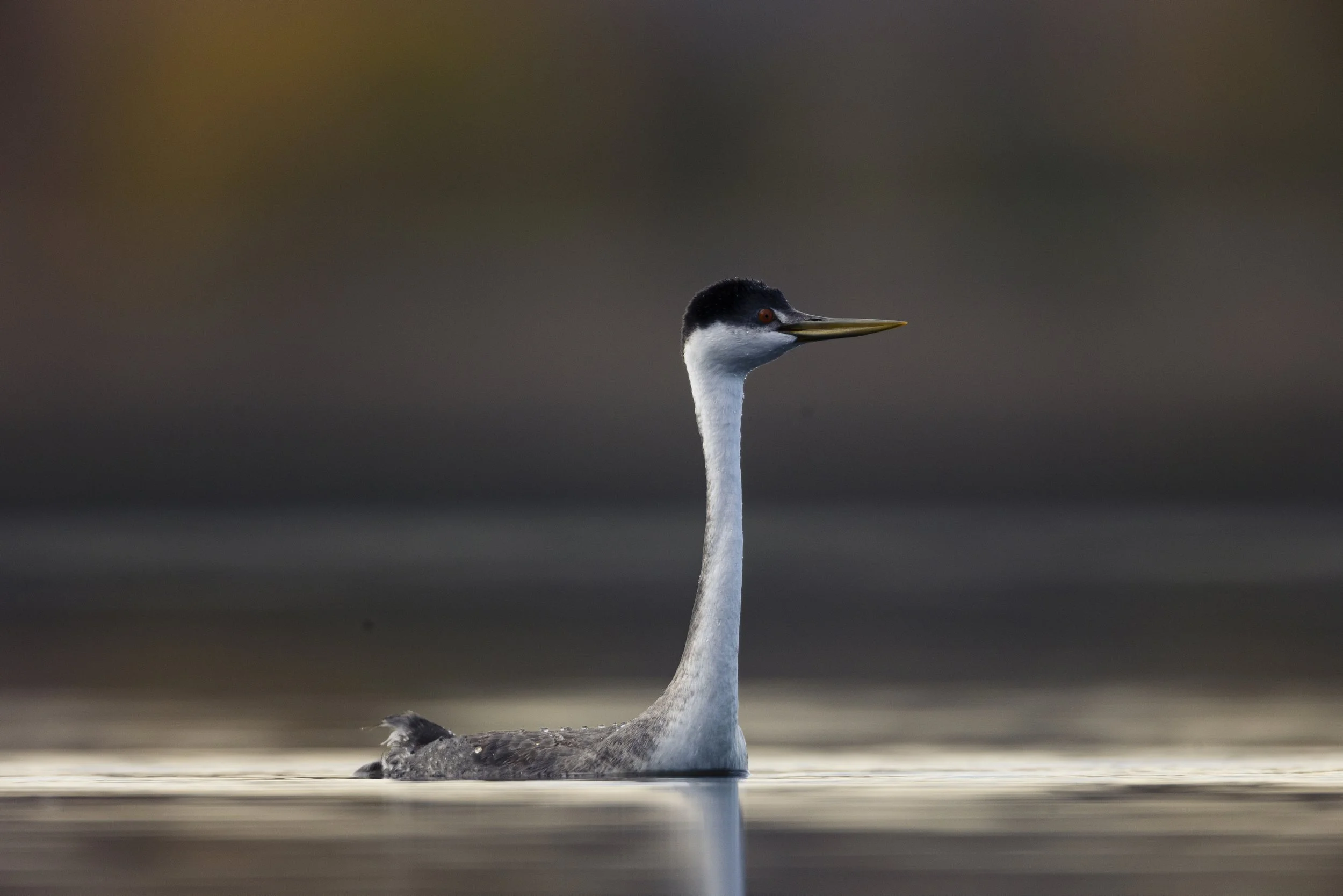 Wildlife-KenMitchellParkGrebesLoon-Group1-EOSR5-20221101-650.jpg