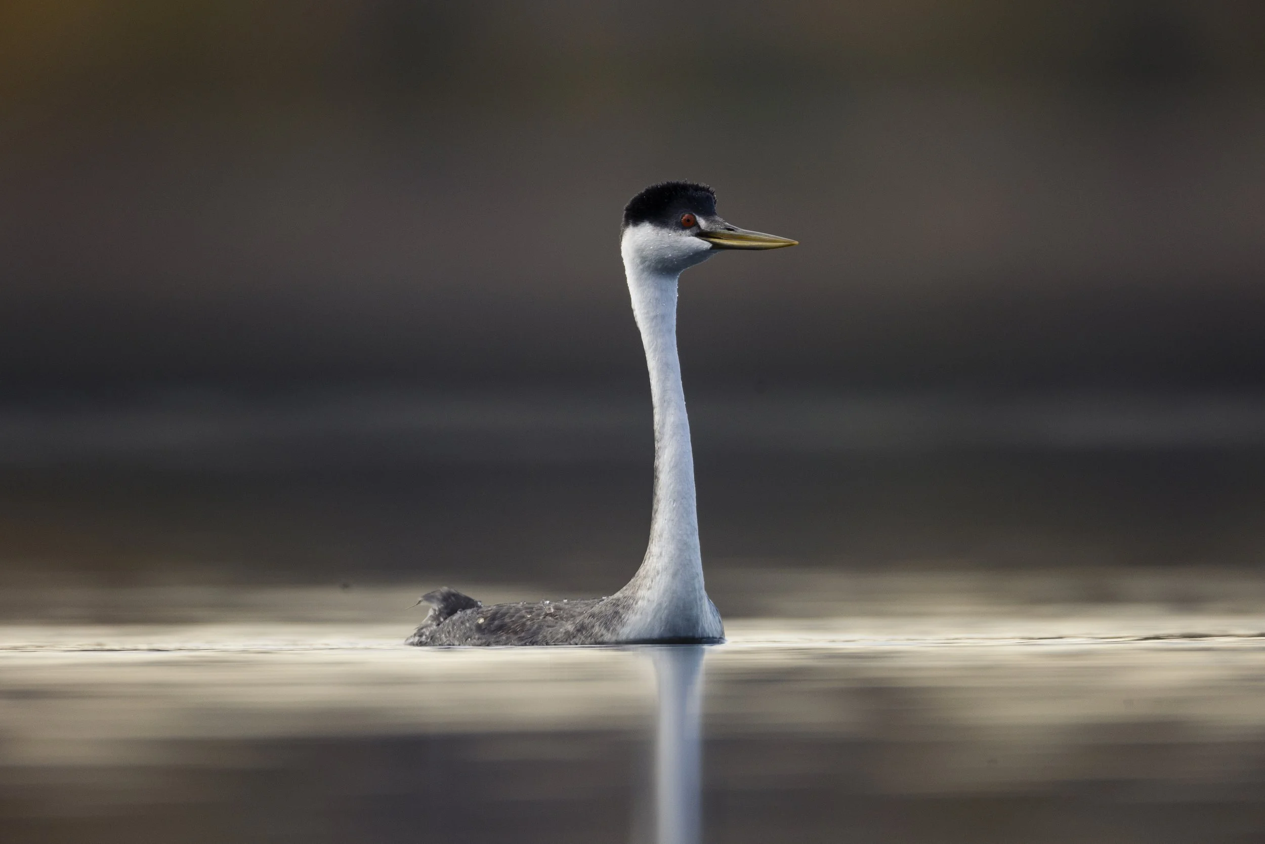 Wildlife-KenMitchellParkGrebesLoon-Group1-EOSR5-20221101-654.jpg
