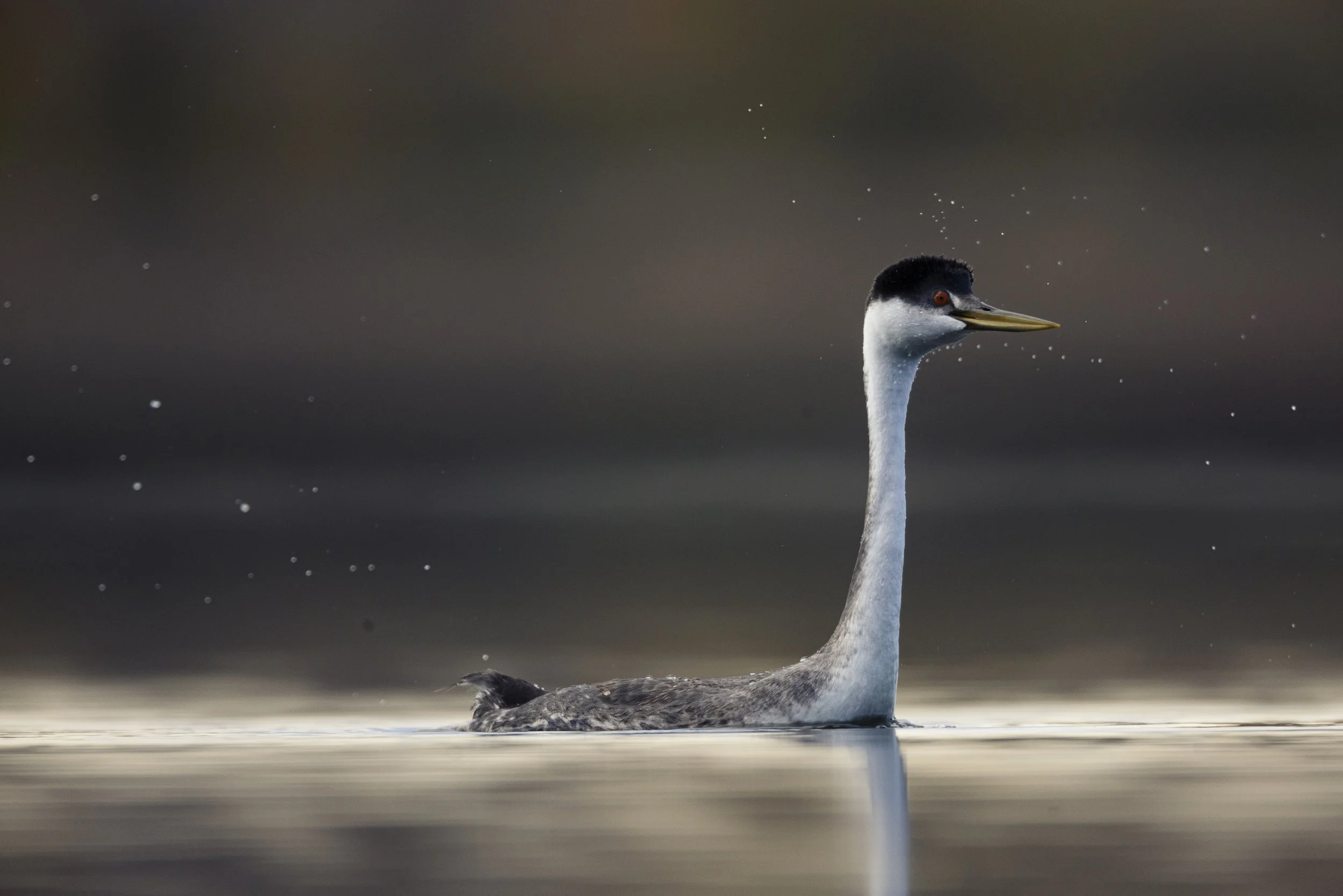 Wildlife-KenMitchellParkGrebesLoon-Group1-EOSR5-20221101-657.jpg