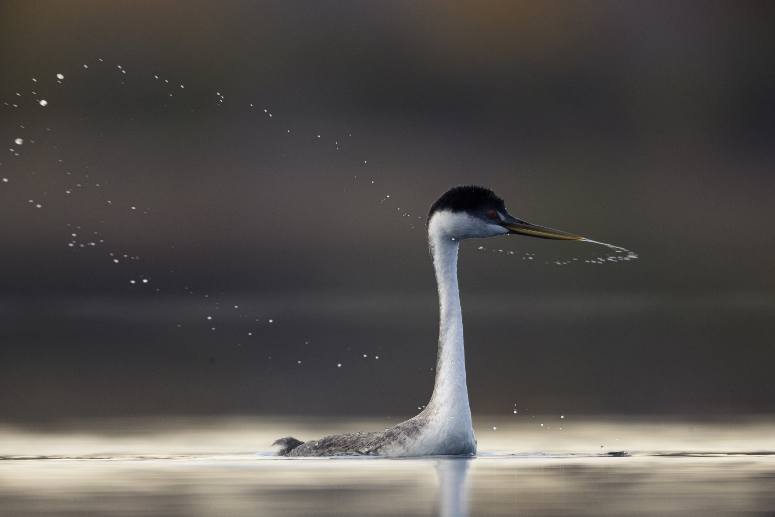 Wildlife-KenMitchellParkGrebesLoon-Group1-EOSR5-20221101-659.jpg