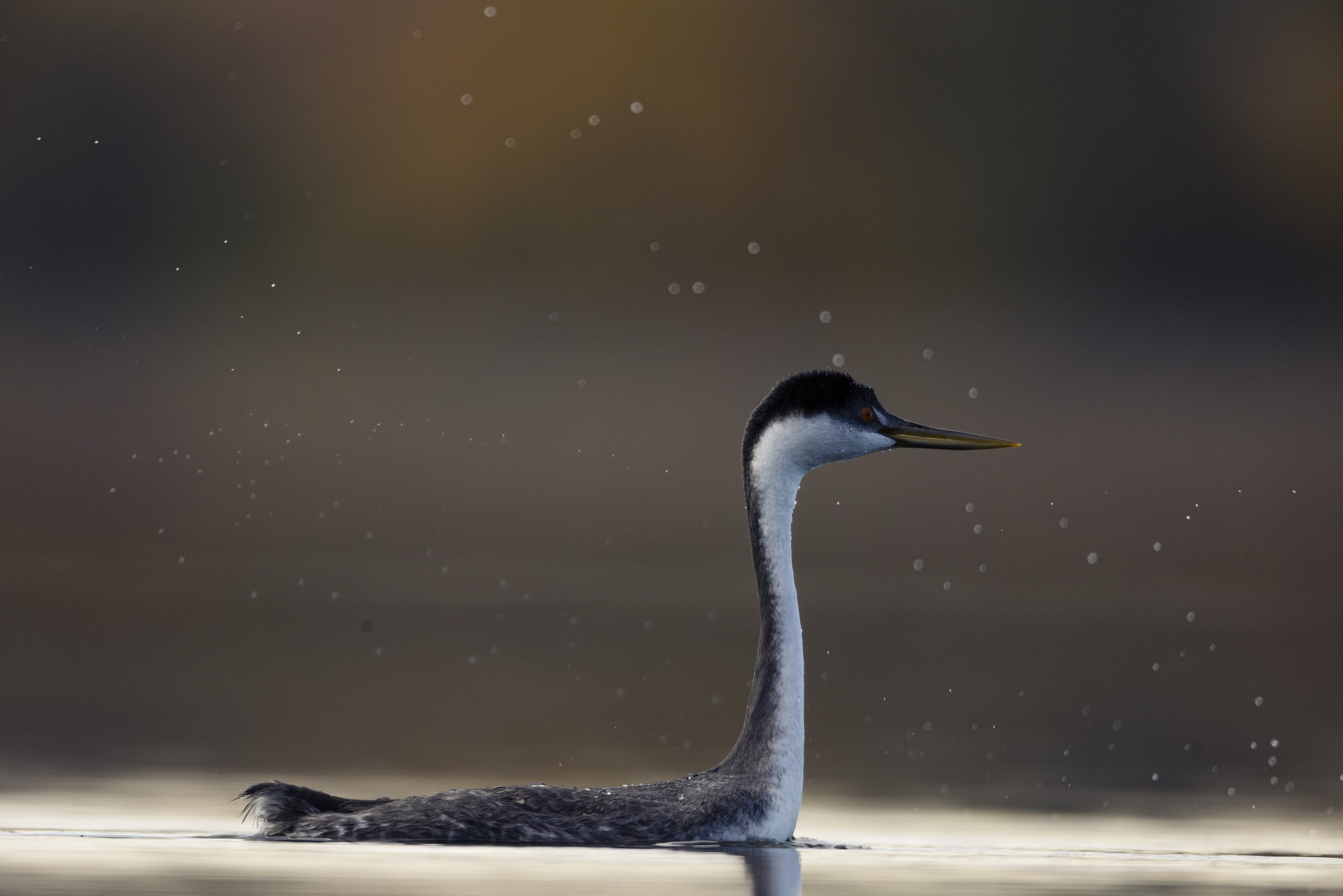 Wildlife-KenMitchellParkGrebesLoon-Group1-EOSR5-20221101-664.jpg