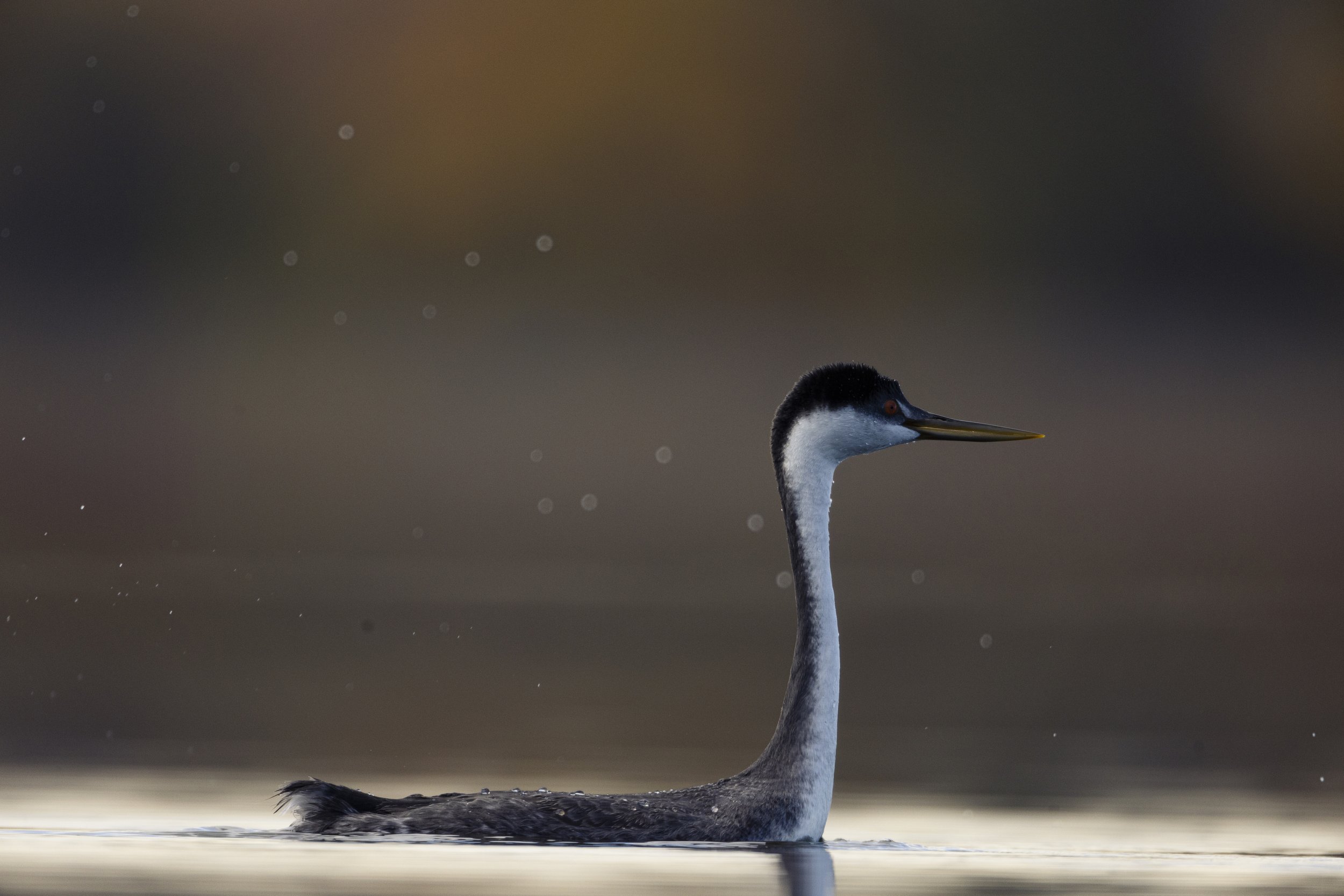 Wildlife-KenMitchellParkGrebesLoon-Group1-EOSR5-20221101-666.jpg