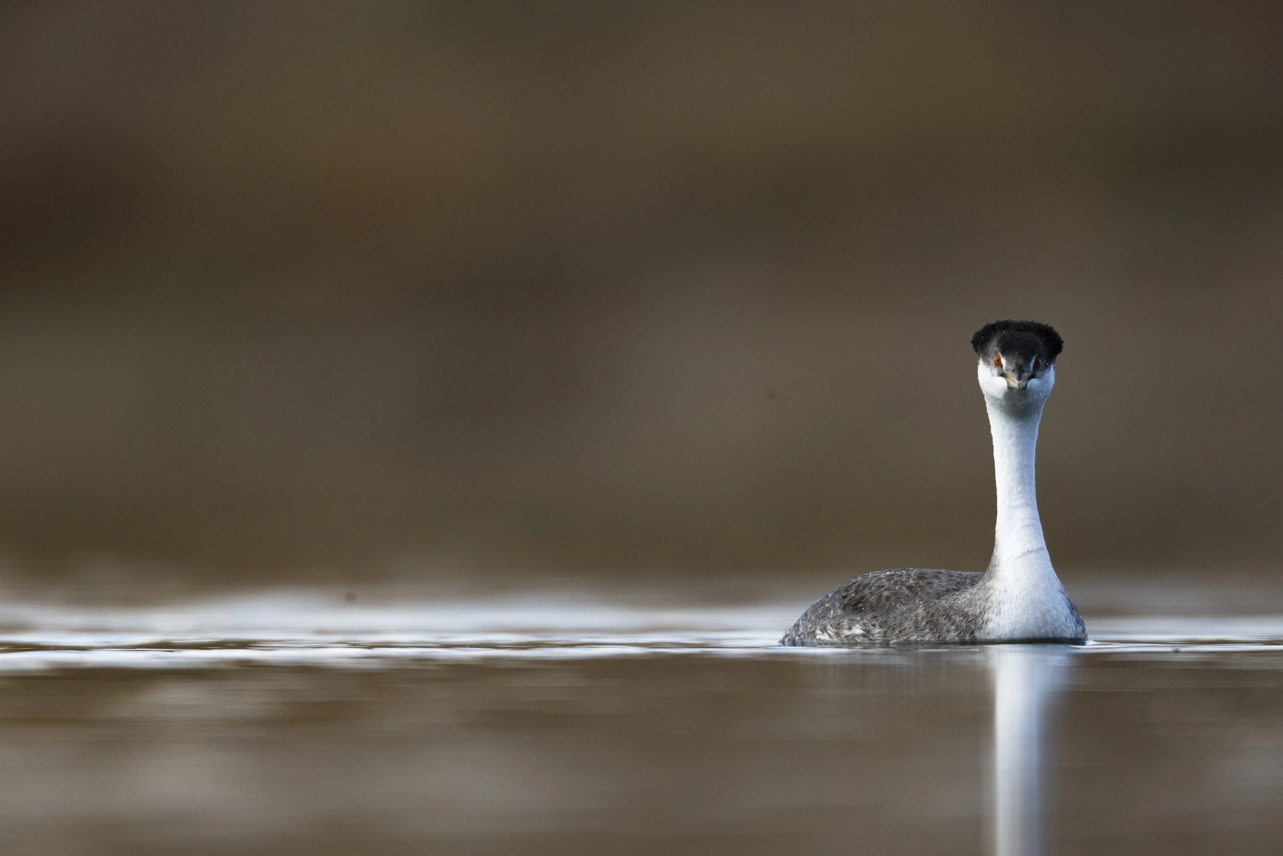 Adult Western Grebe curious about the strange creature taking its picture. Canon EOS R5 | EF 800mm F5.6L IS USM