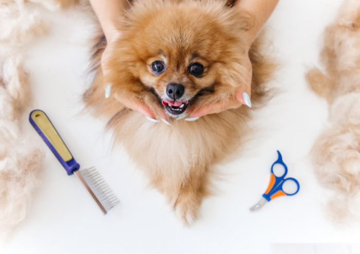 dog grooming service