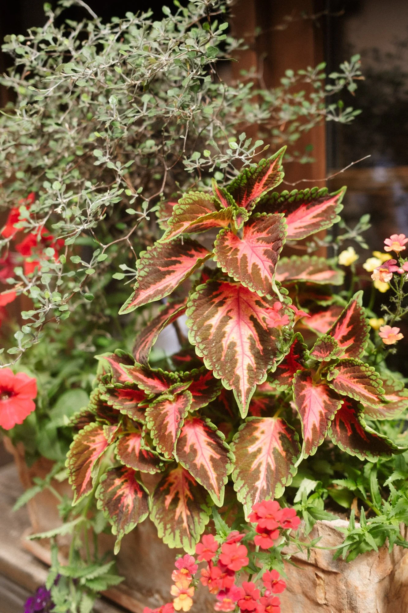 DSCF6960.jpg