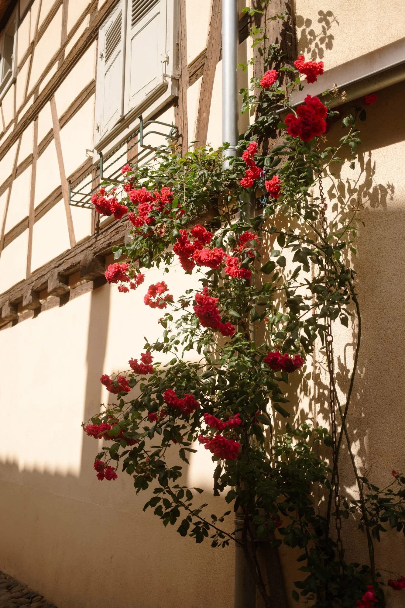 DSCF6914.jpg
