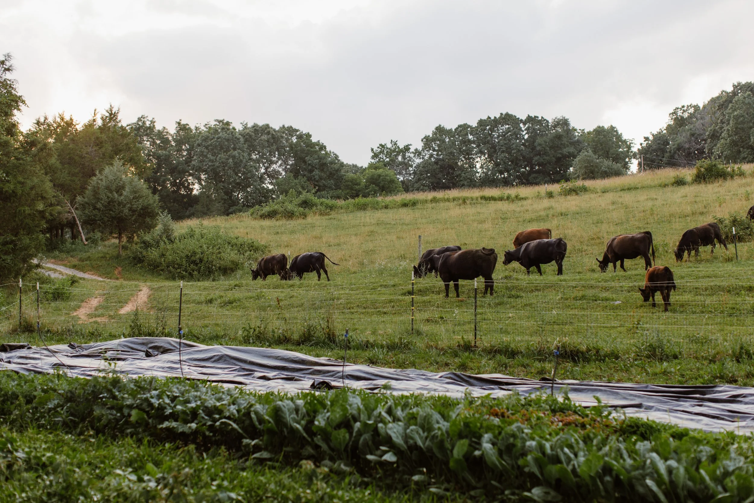 Ground Beef — Thornfield Farm