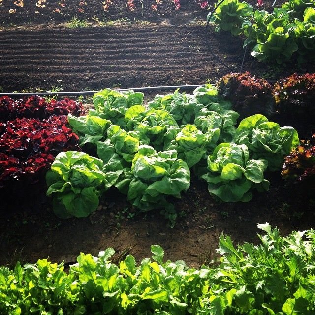 lettuce.jpeg