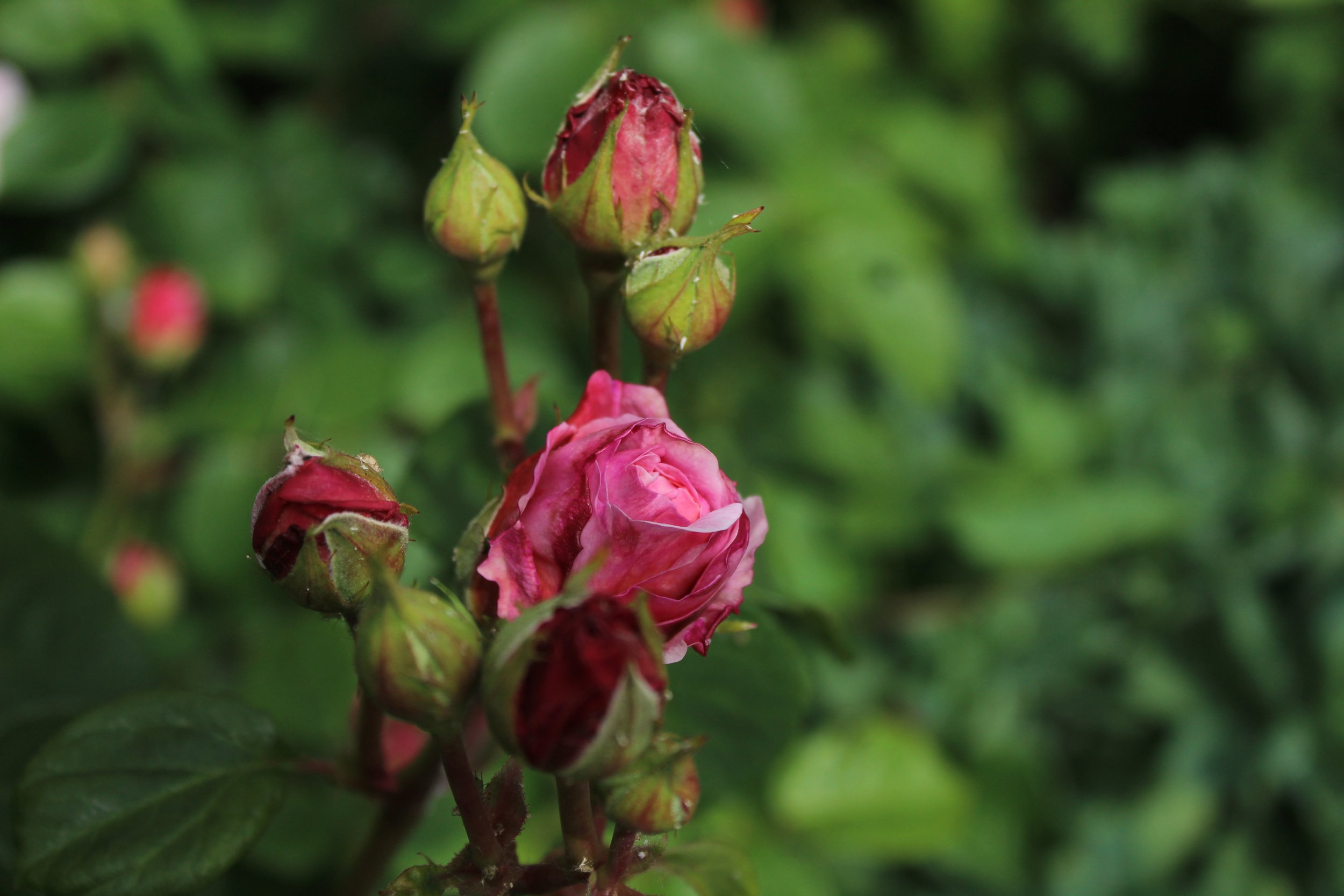 In this beautiful garden of mine