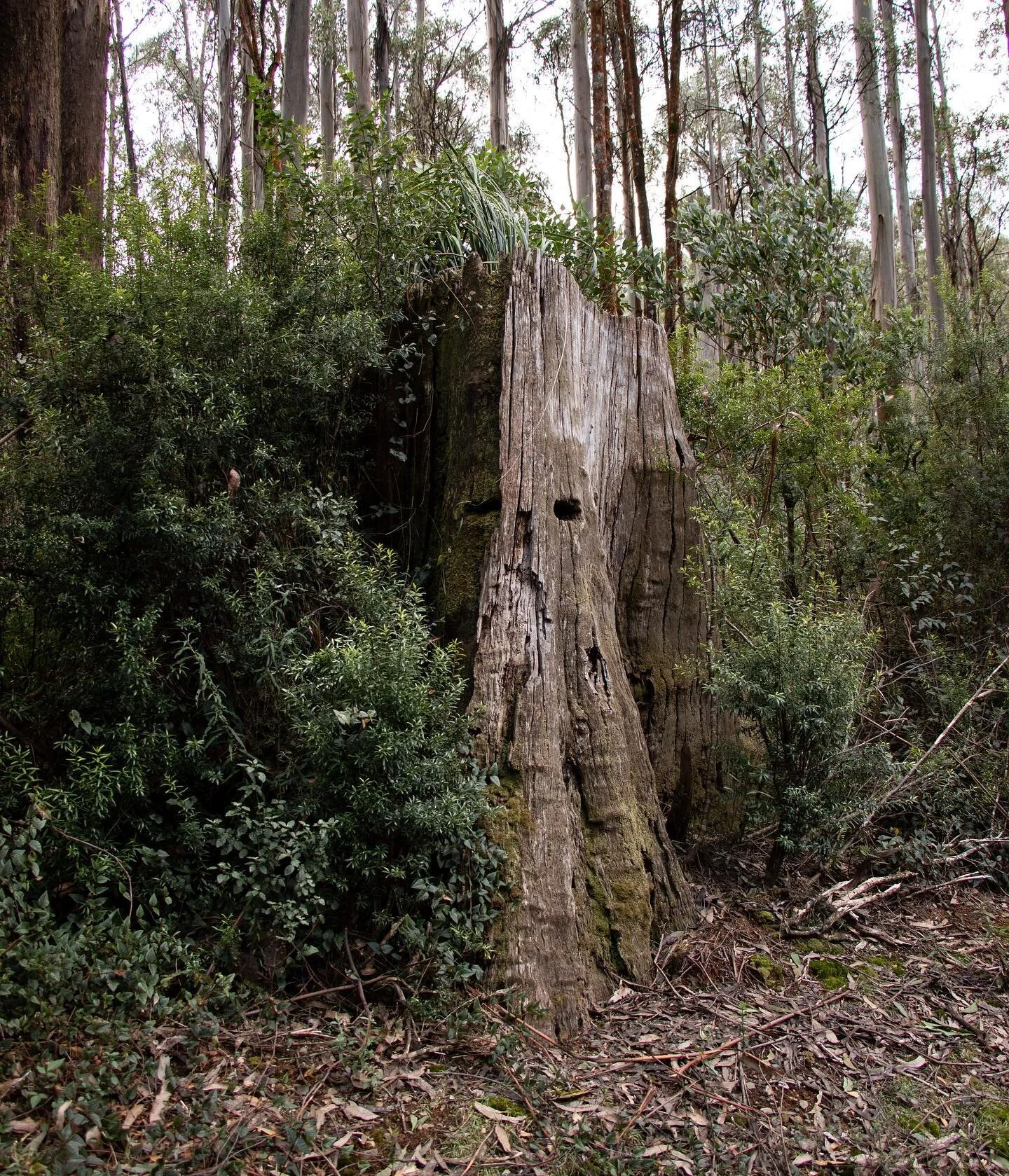 Cuts and scars - Fell