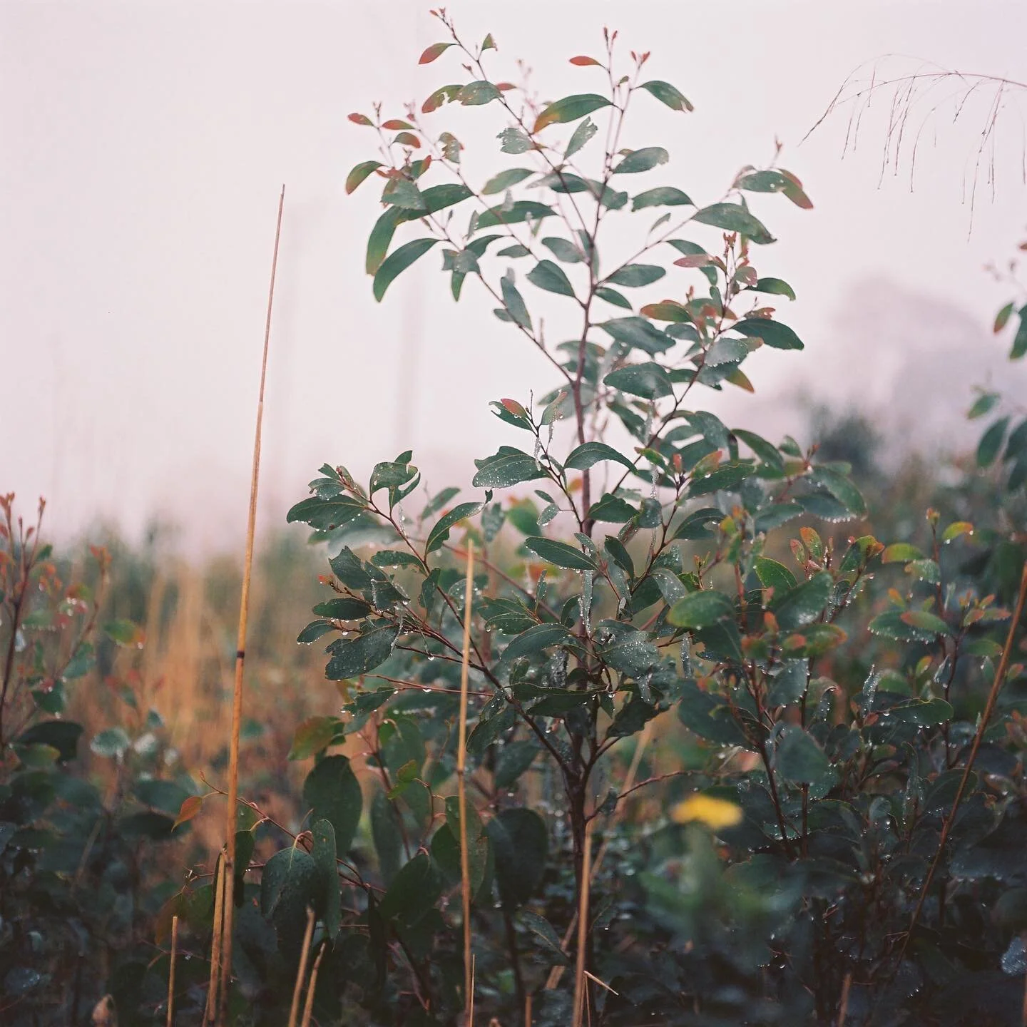 and they all fell down 🍃