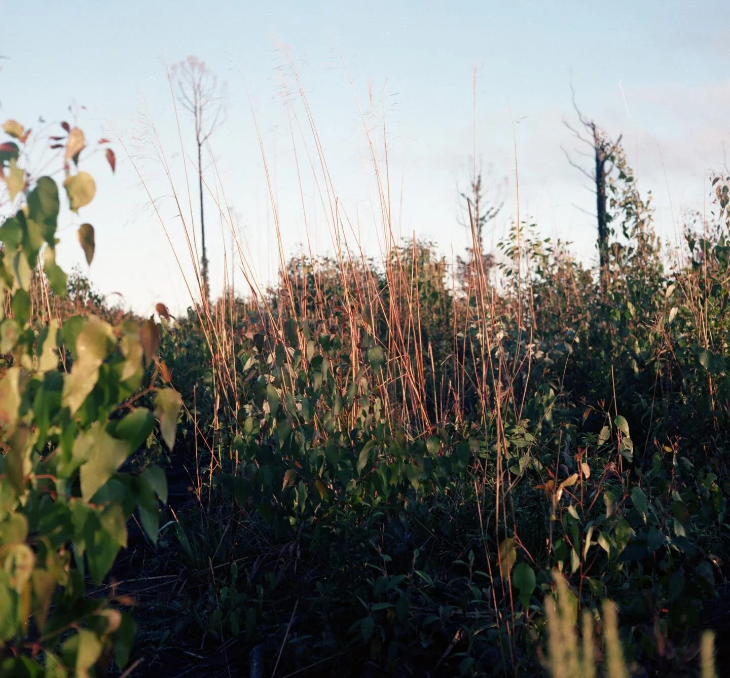 leaf litter of the Yarra forest 🍃🎞