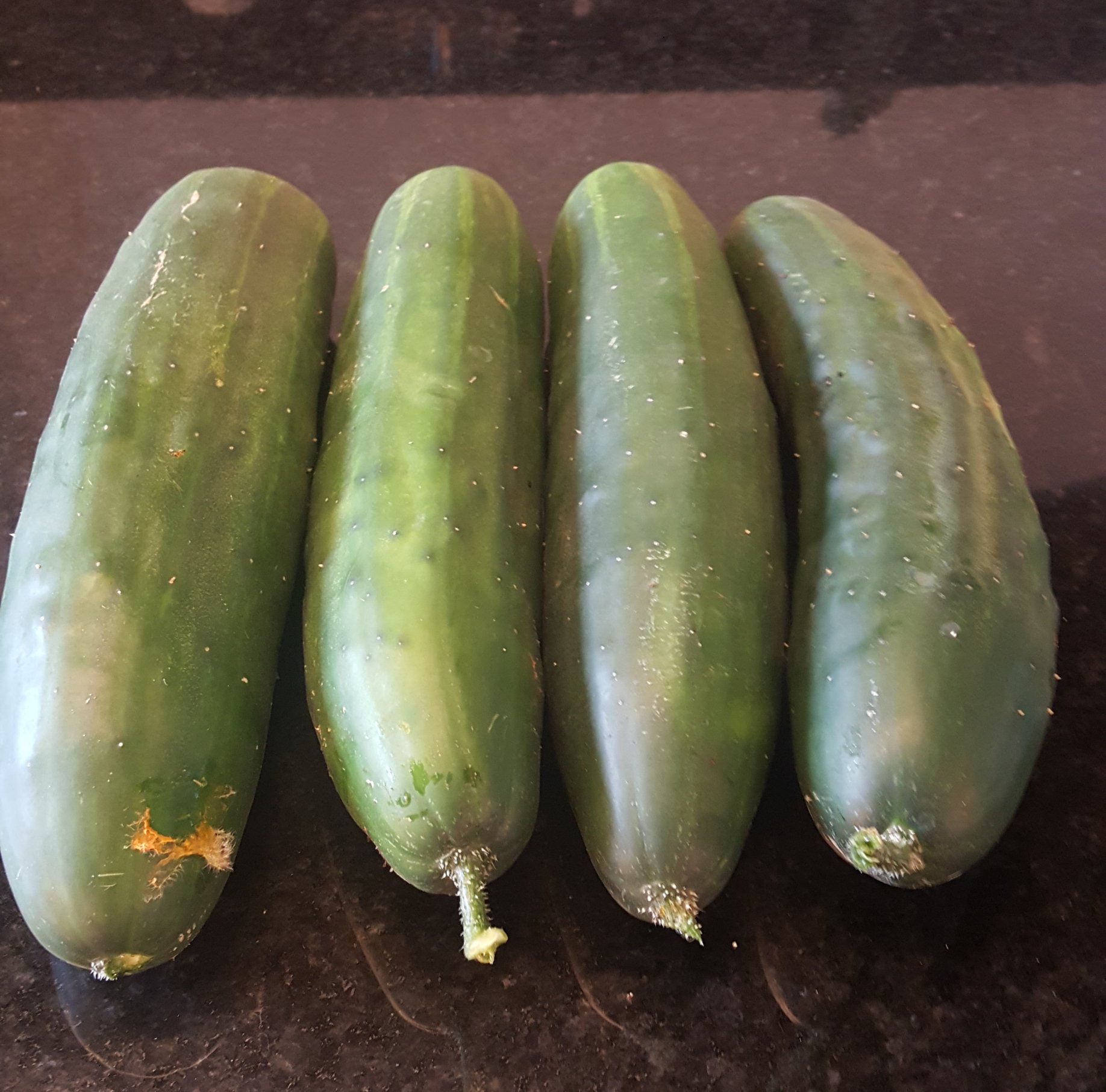 Cucumbers from farmbot.jpg