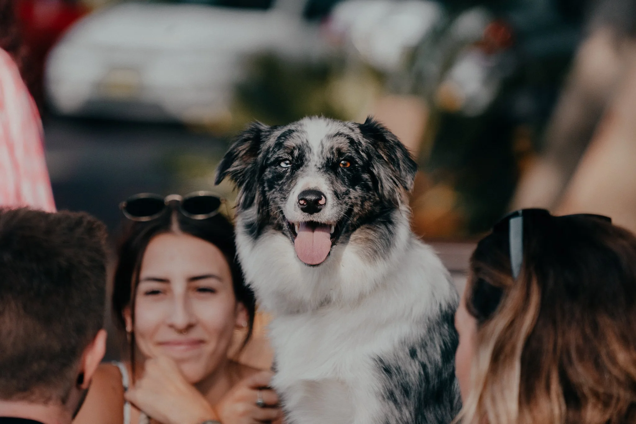 3 doggo.jpg