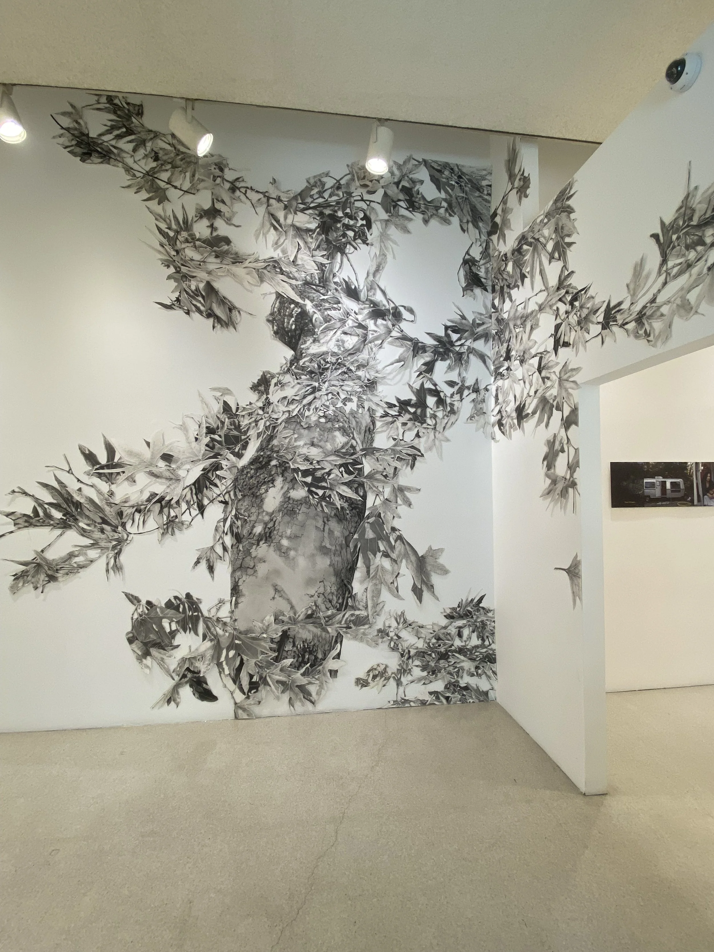 Title-Witness Tree Brand Gallery, CA.jpeg