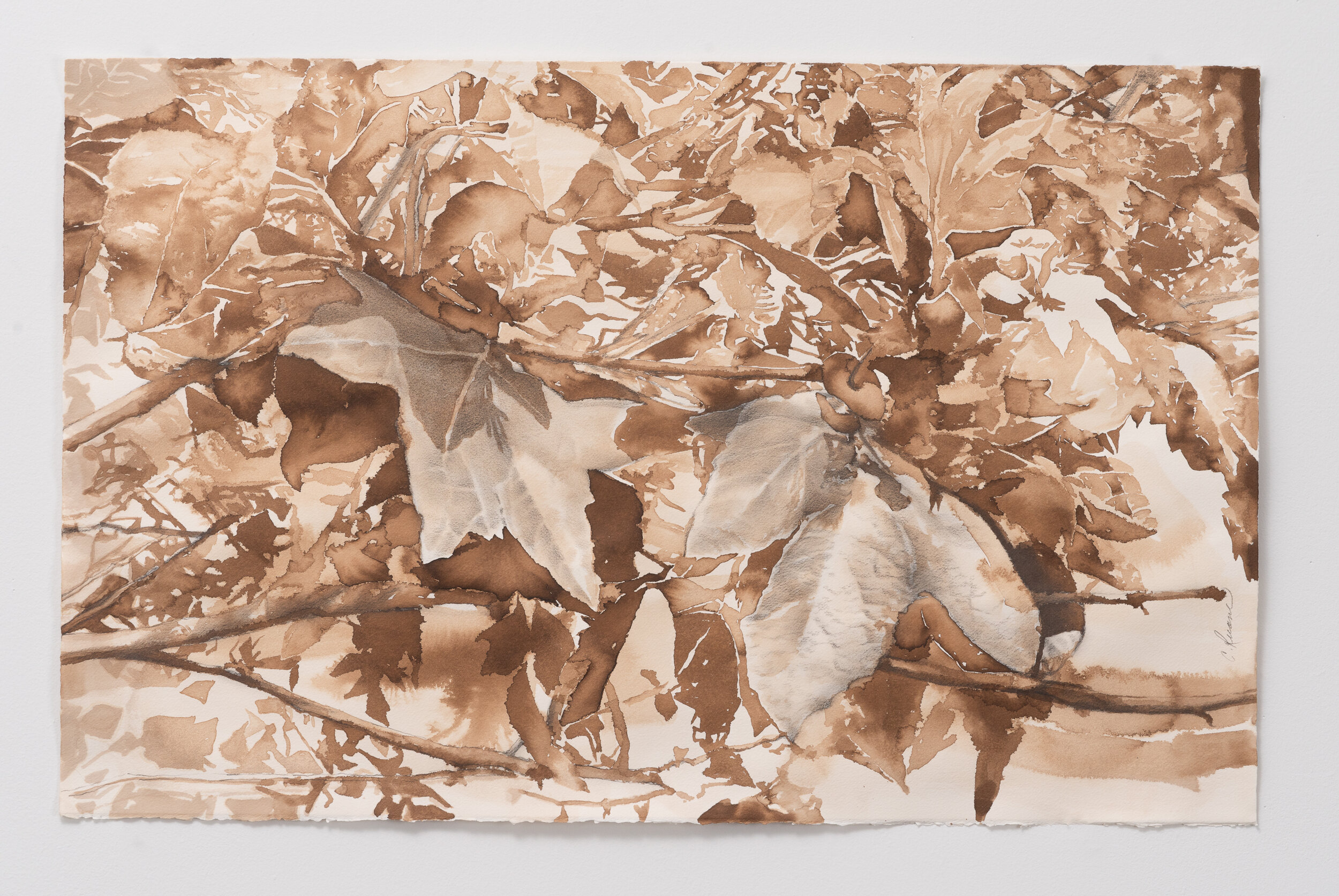 Walnut Ink
22" x 30"