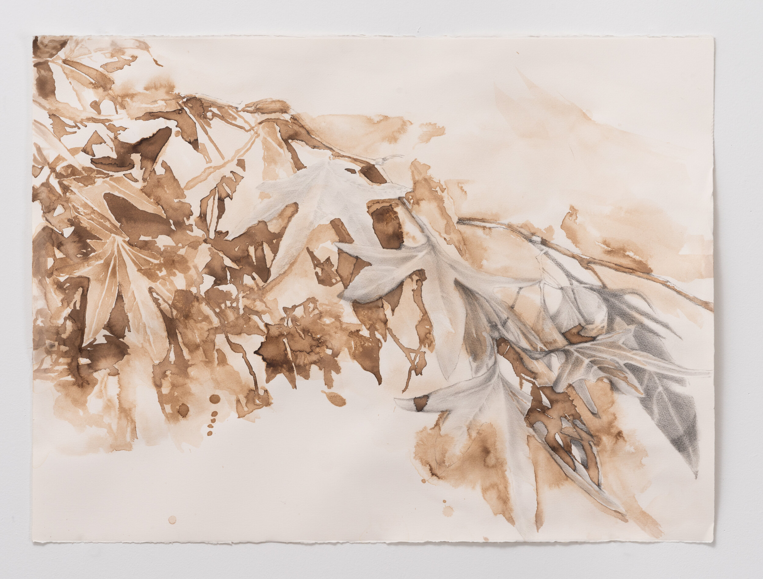 Walnut Ink
22" x 30"