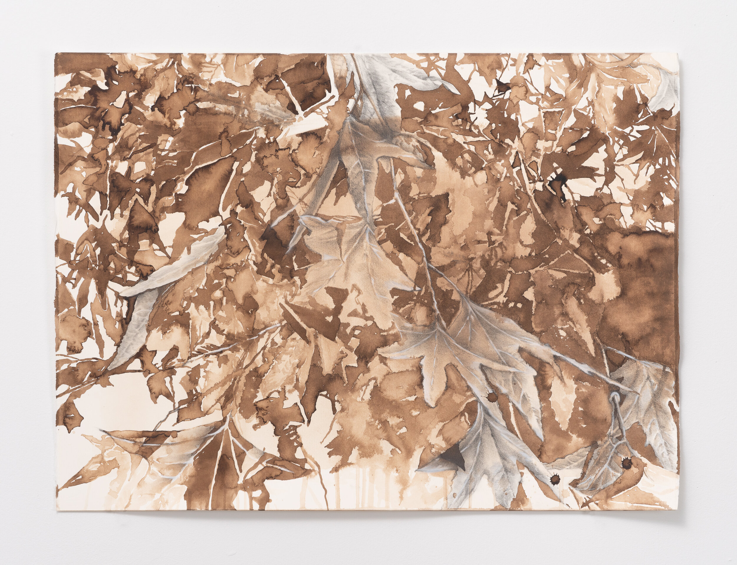 Walnut Ink
22" x 30"