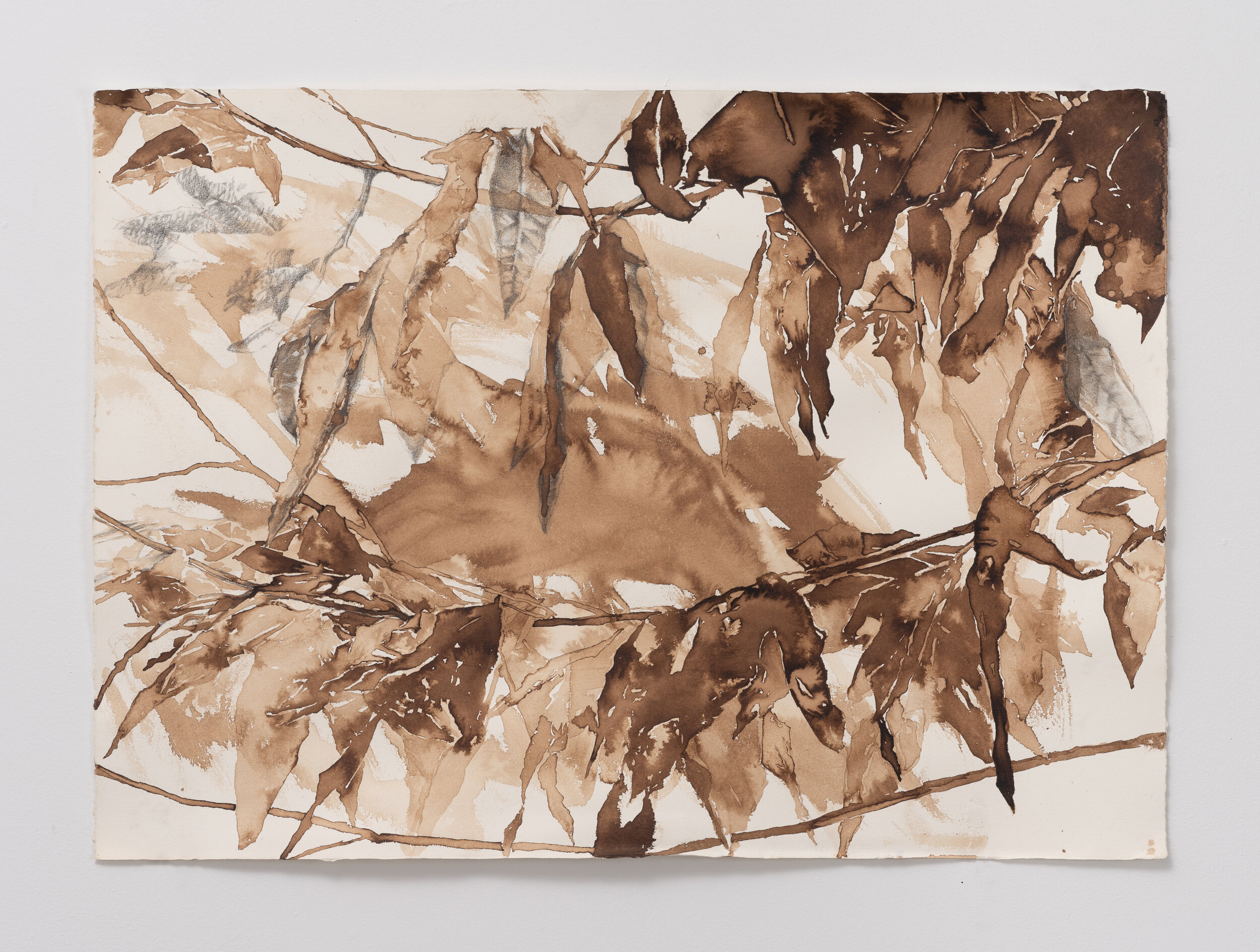 Walnut Ink
22" x 30"