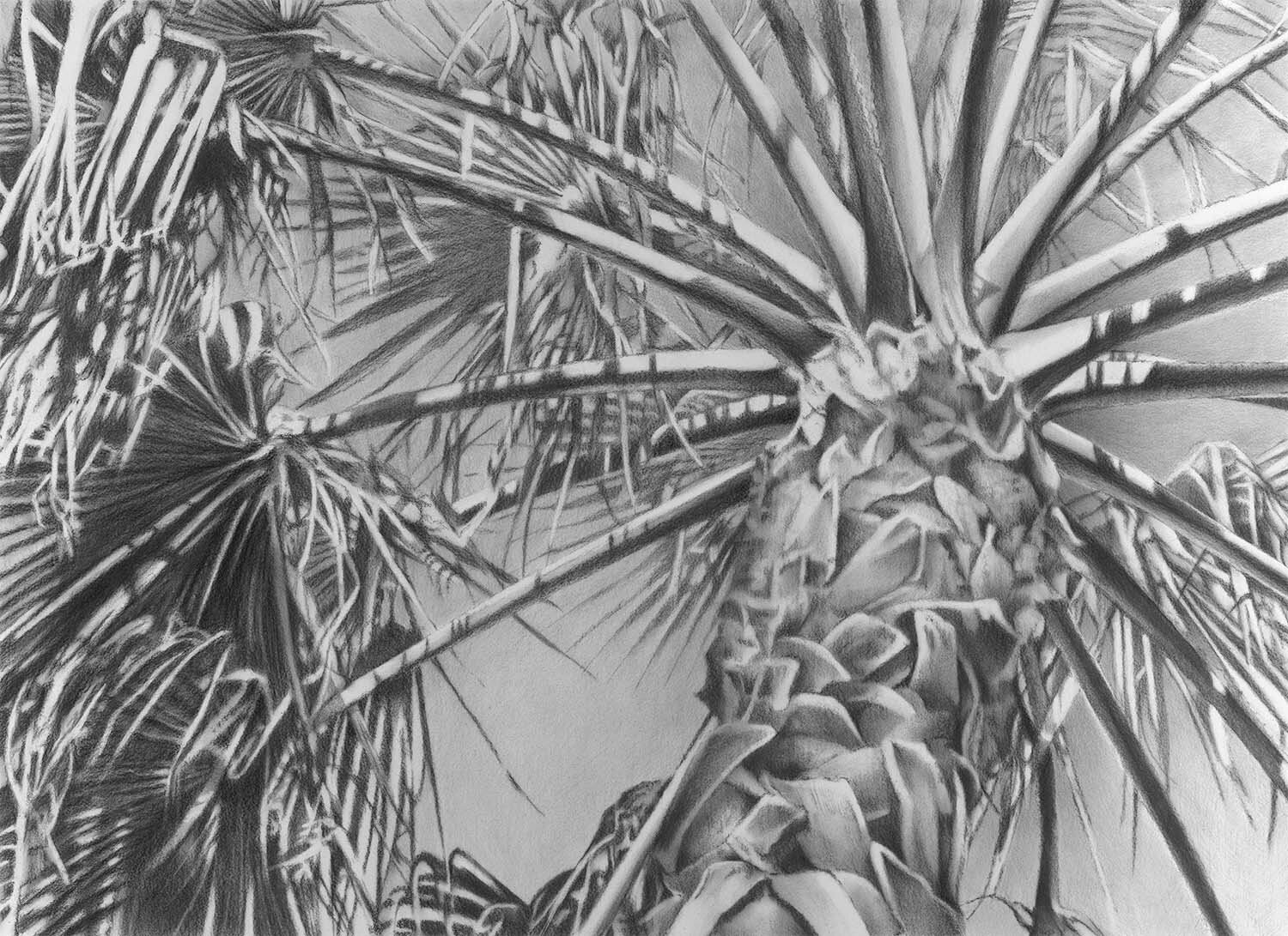 Palm Tree 2
22" x 30"
