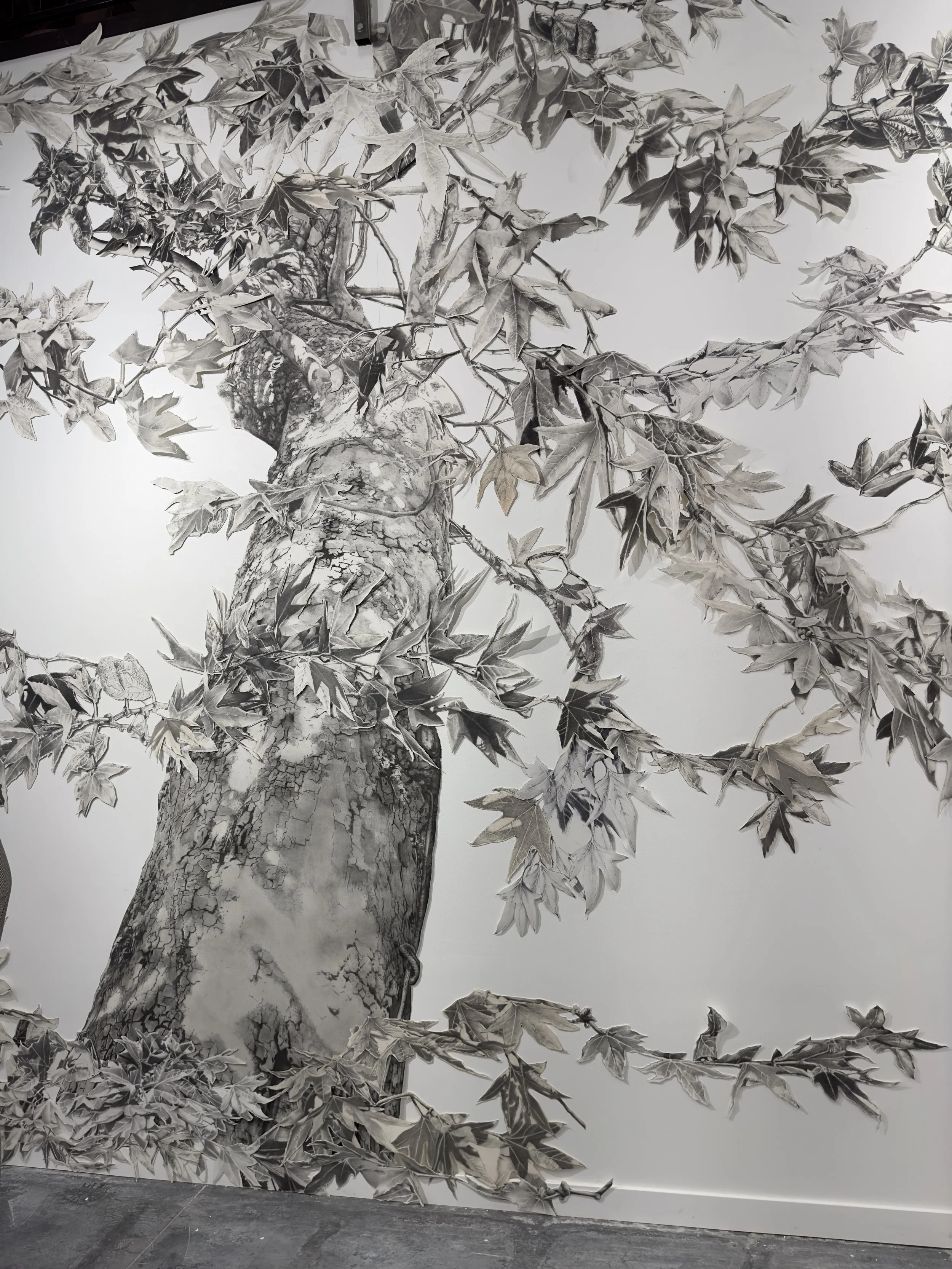 Title Witness Tree Technie_Gallery_CA.jpeg..jpeg