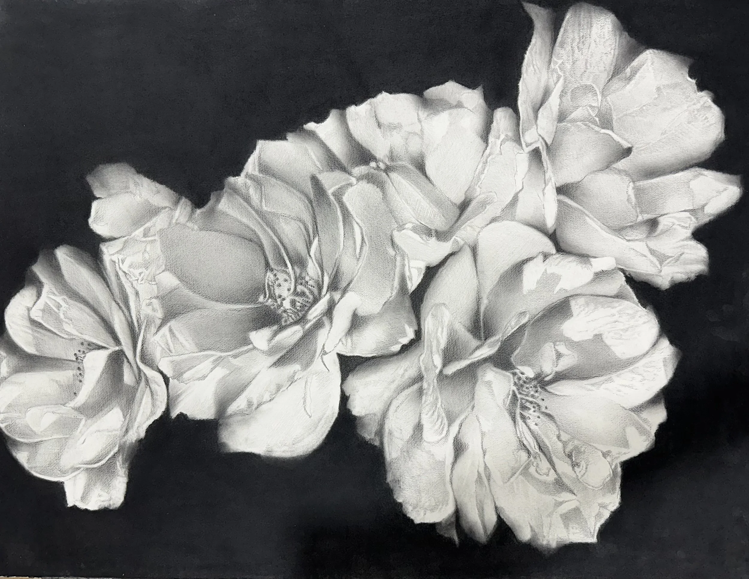 War Roses 3
22" x 30", Graphite and Charcoal